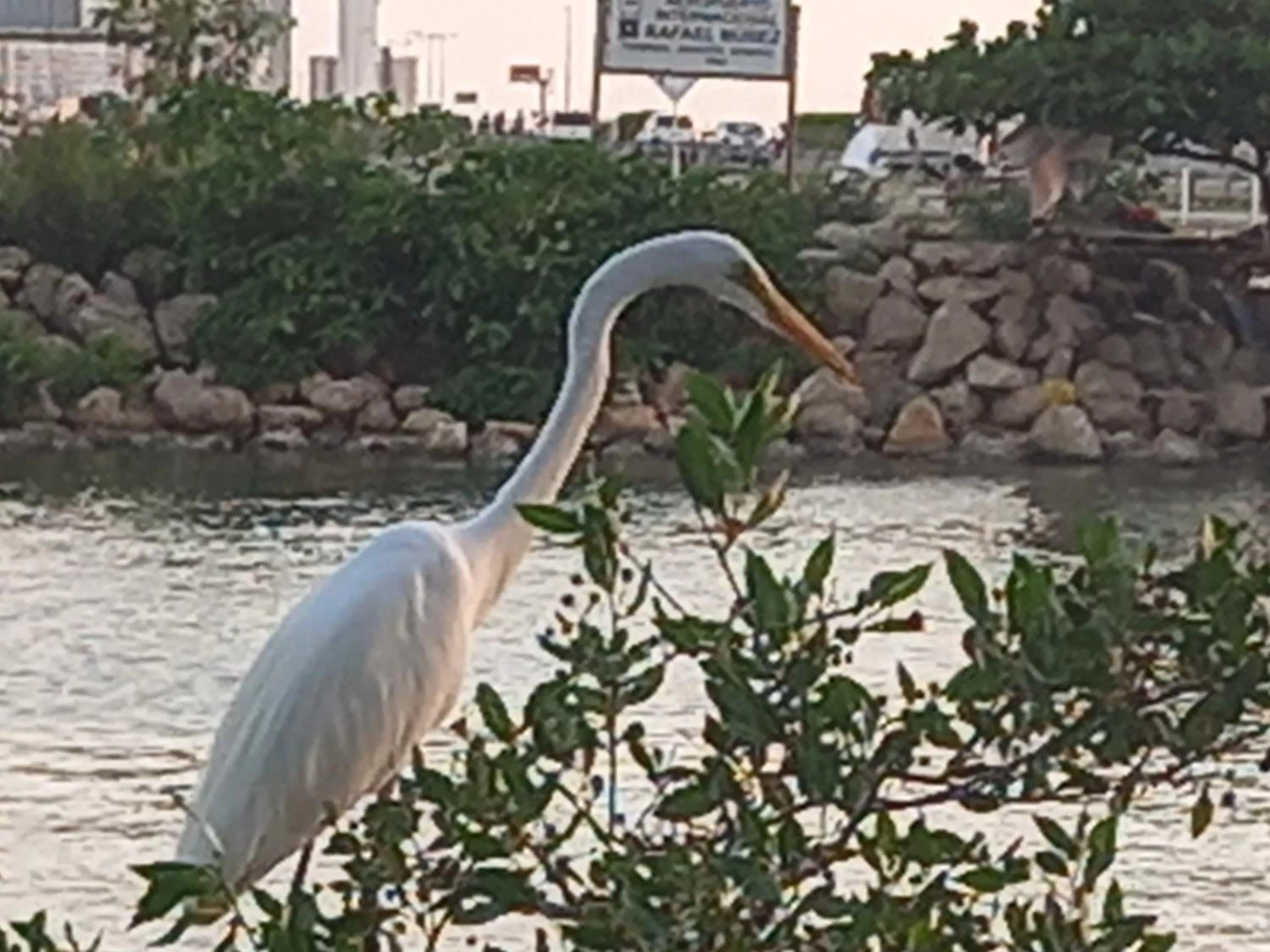 Nearby landmark, Other Animals in Hotel Boutique Casa Mar