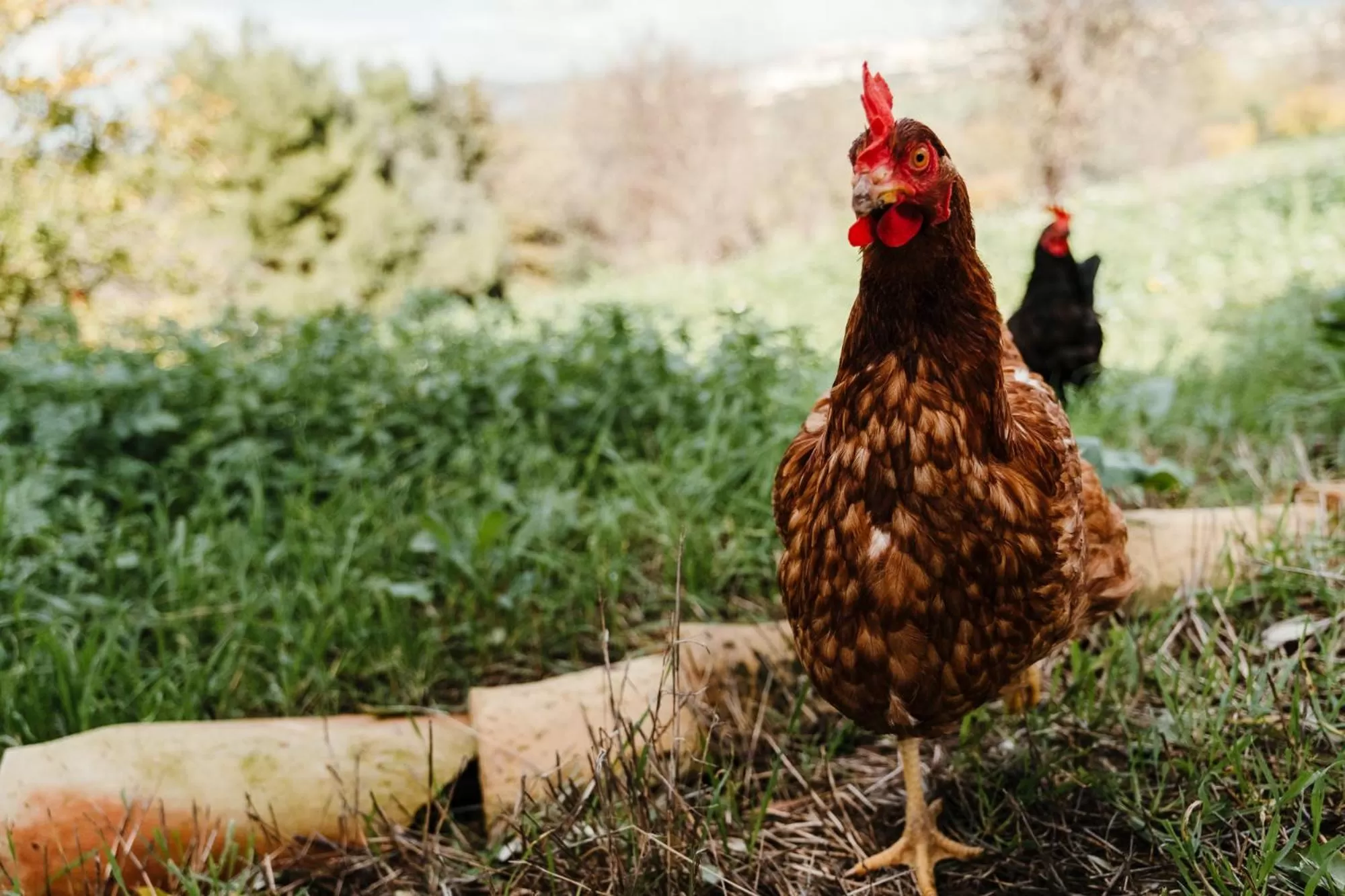 Other Animals in La pagliera