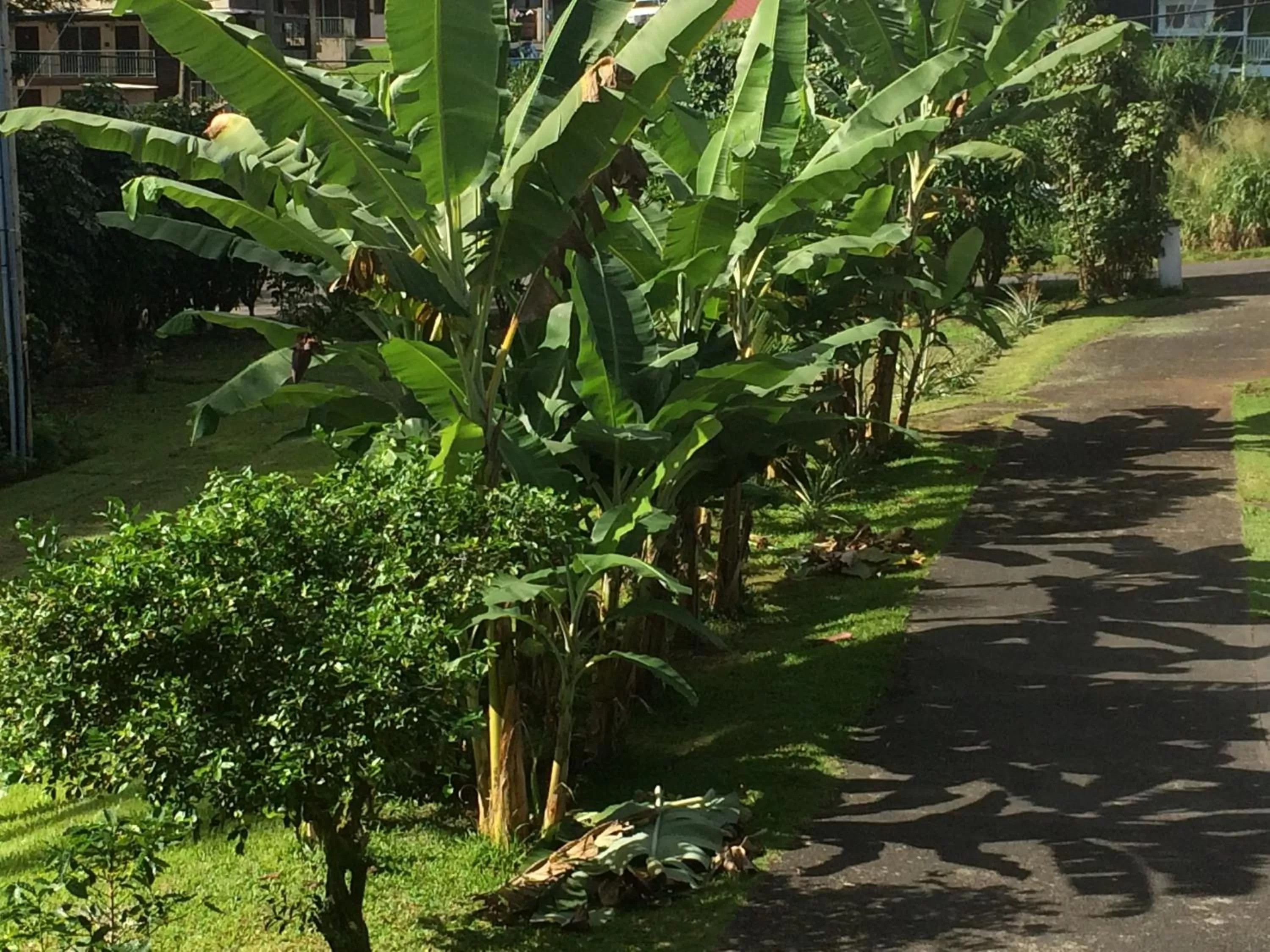 Property building, Garden in Hilo Bay Oceanfront Bed and Breakfast