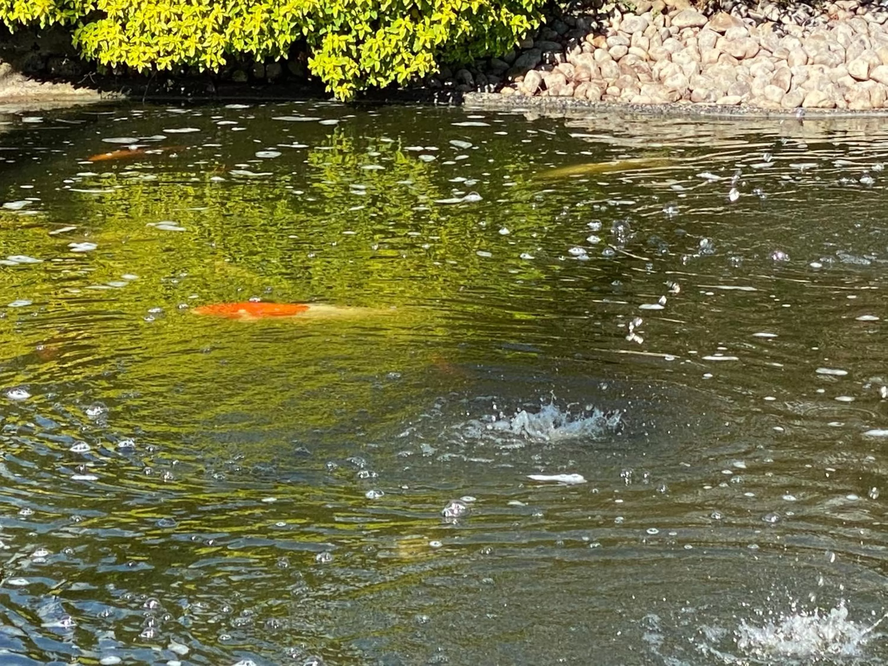 Garden in The Hilltop Haven