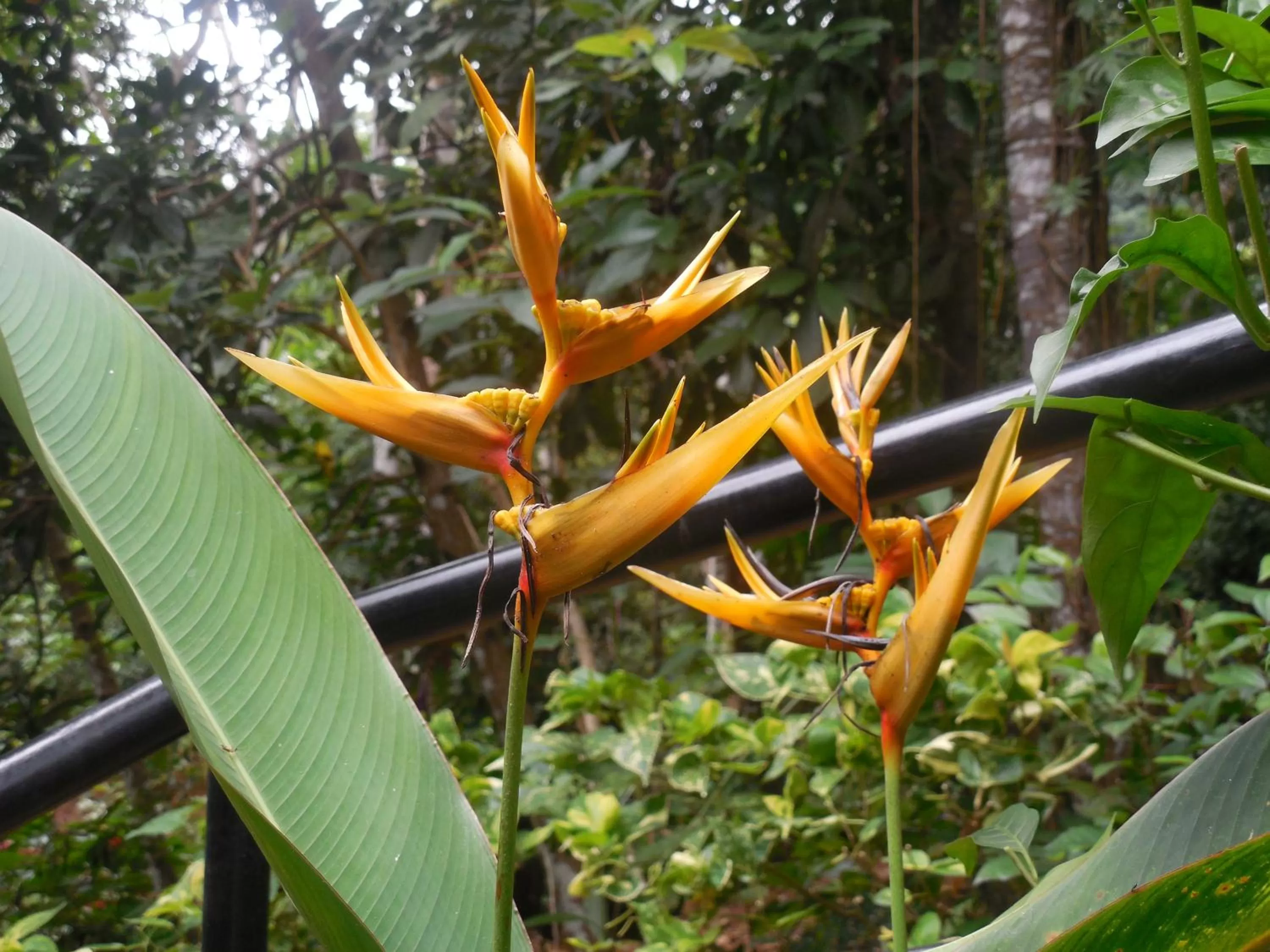 Garden in Le leopard d 'argent