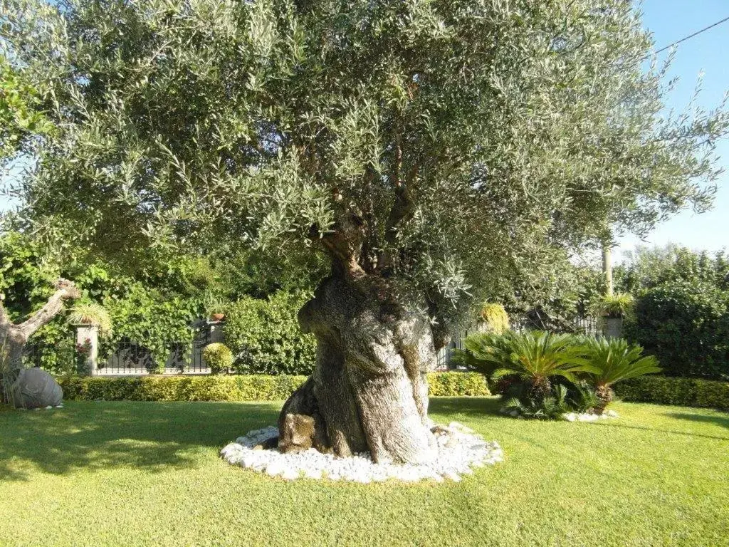 Garden in B&B Villa Lura Pompei