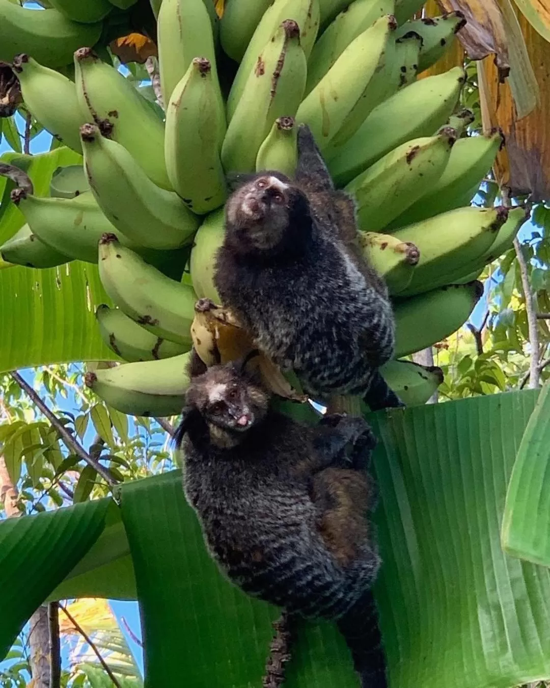 Animals in Pousada Sitio da Bia