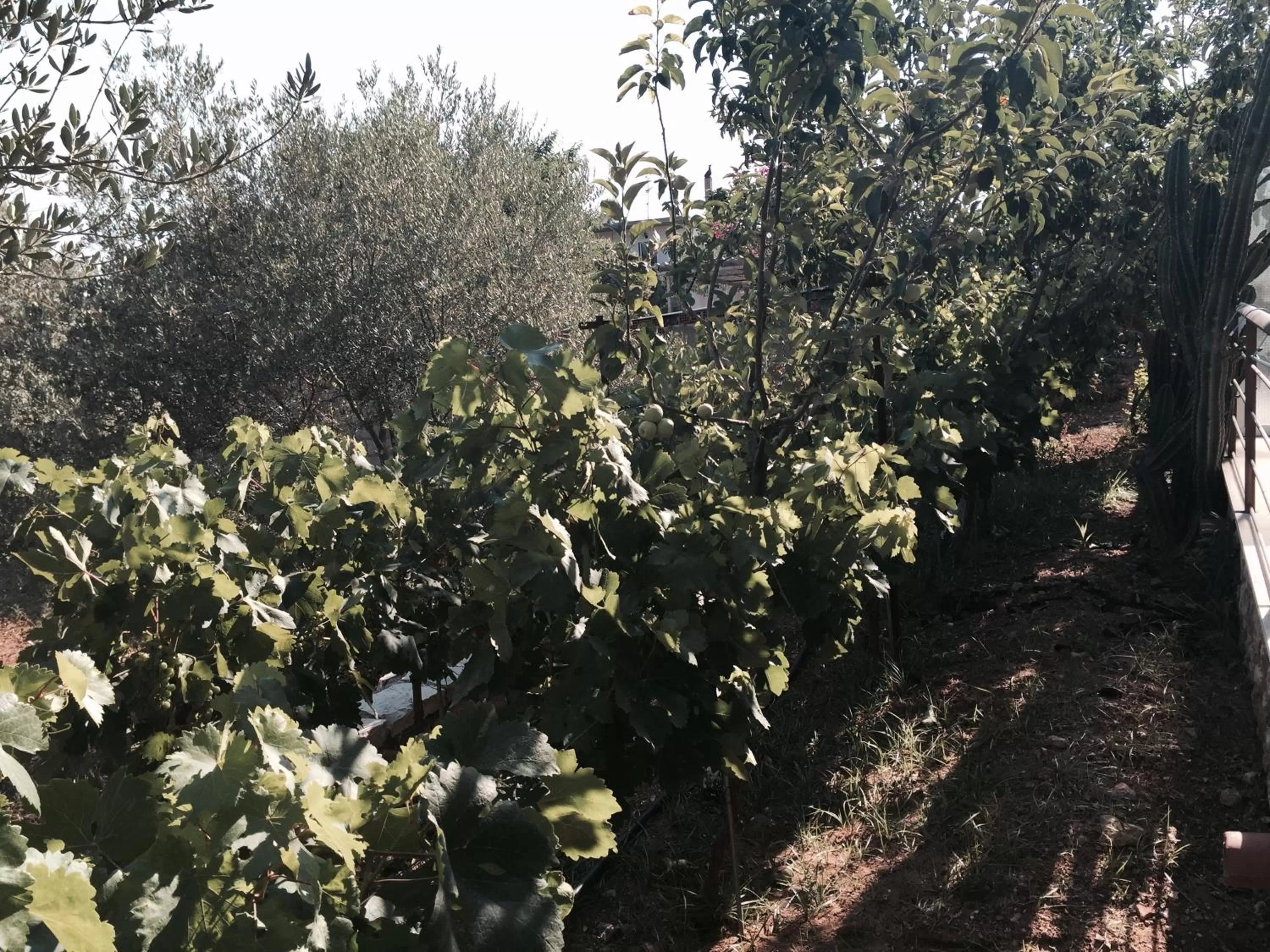 Property building in Hani Inn