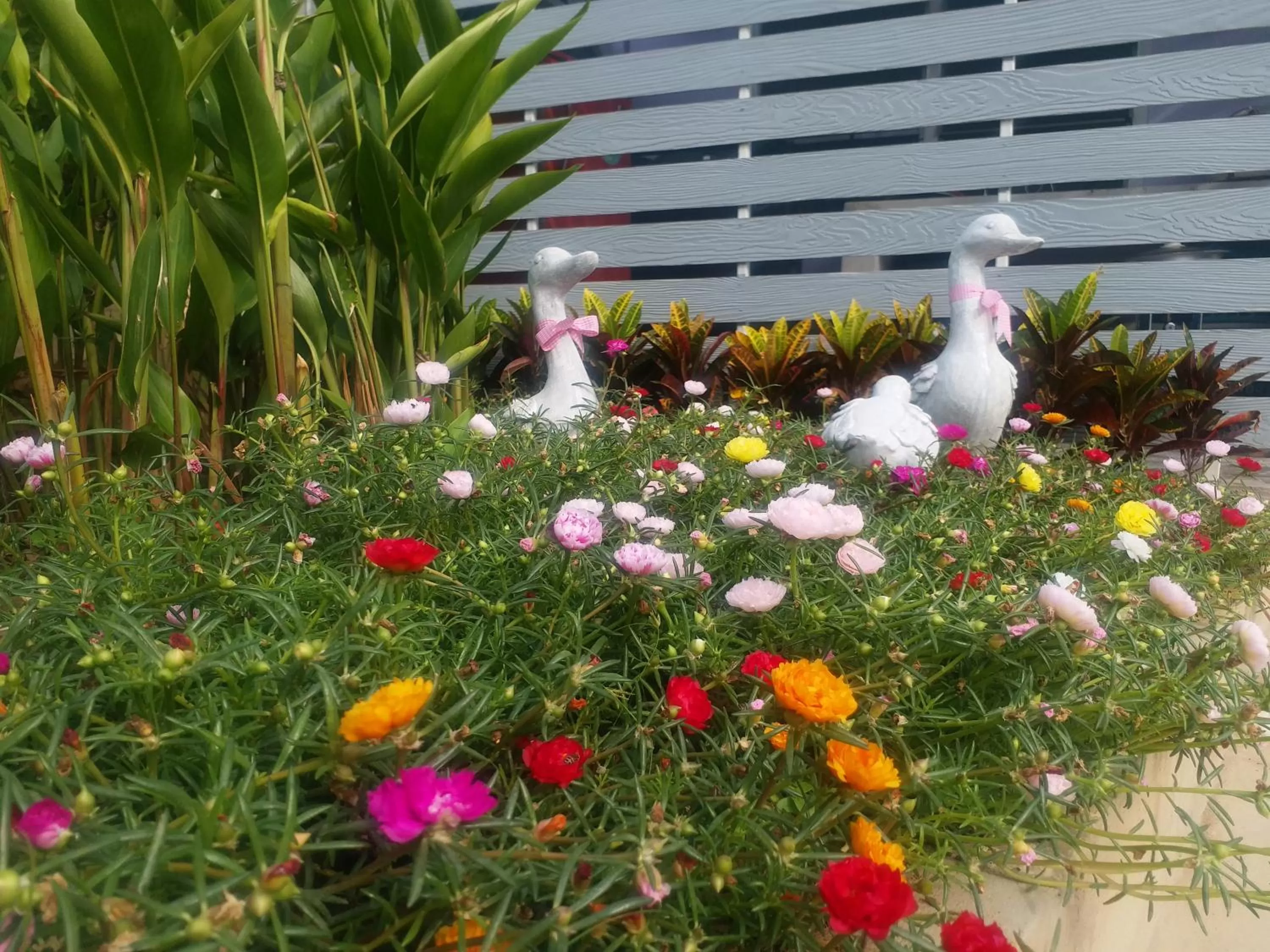 Fancy Carp Resort Hua-Hin