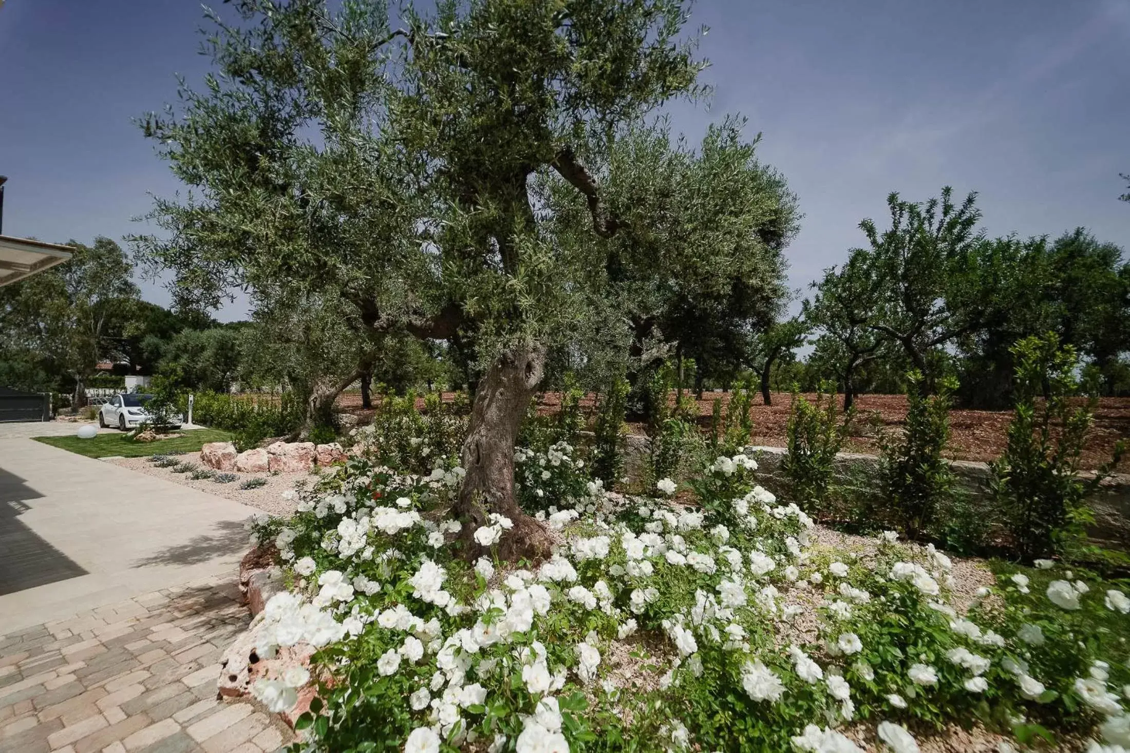 Garden in ALMASOL - Charme Experience