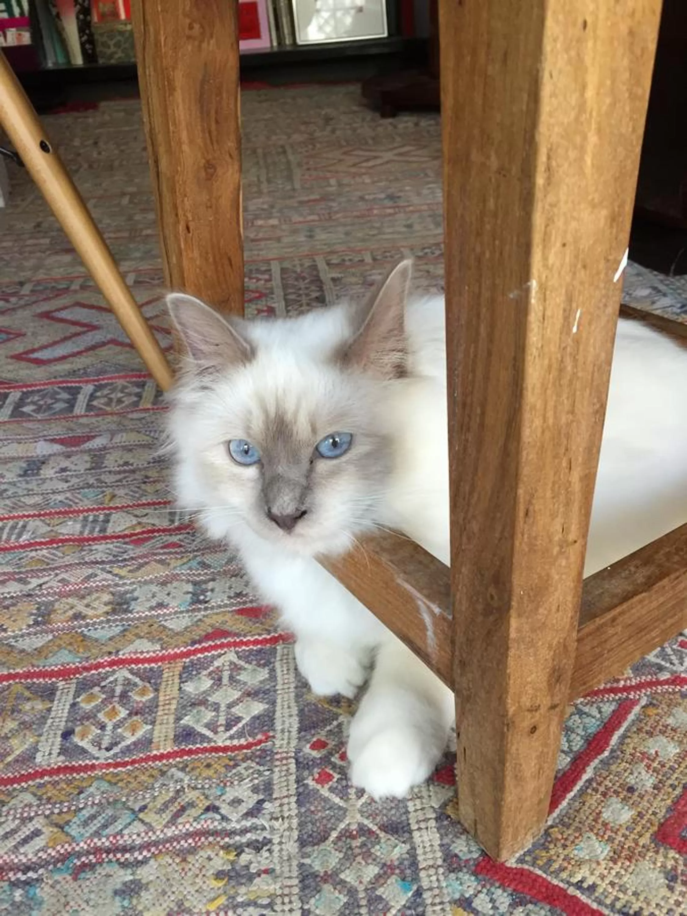 Pets in Les Colonnes De Chanteloup