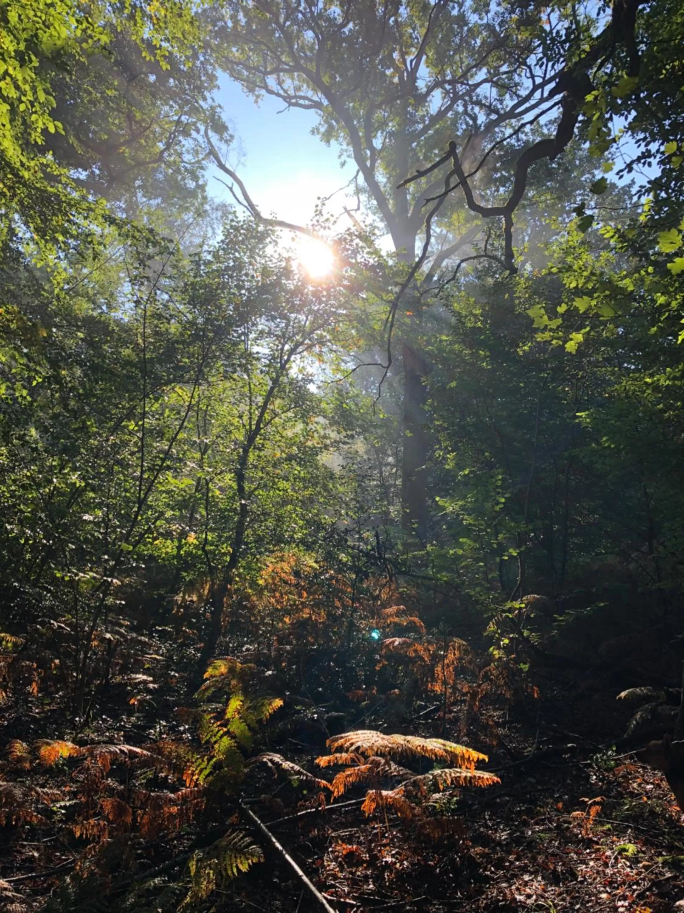 La plaine de l'Angelus