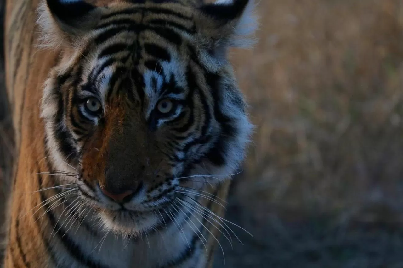 Other Animals in Camp Paridhi Ranthambhore, Homestay