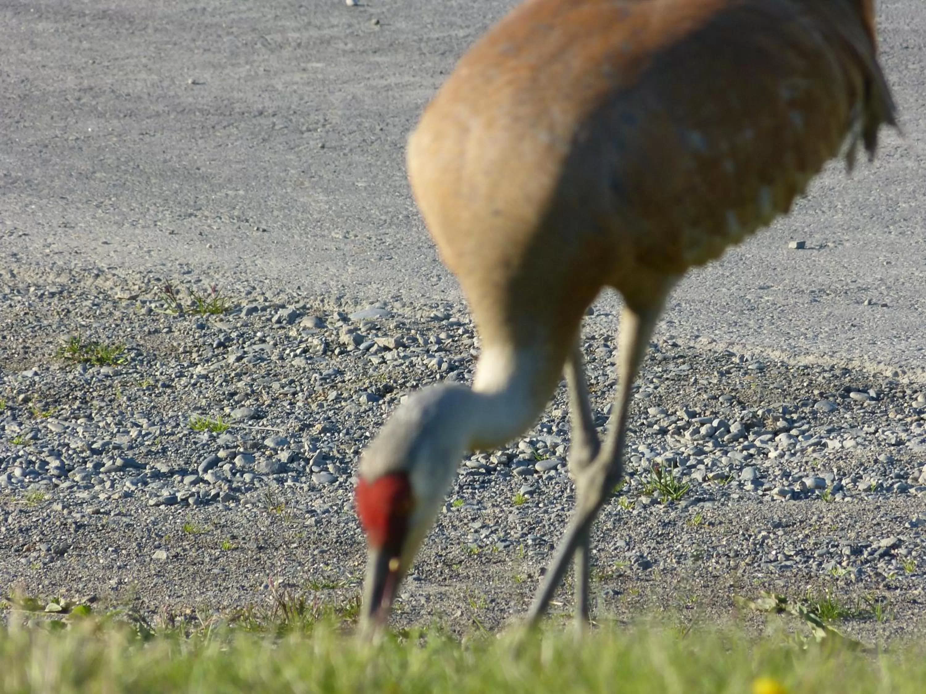 Animals in Halcyon Heights B&B/Inn