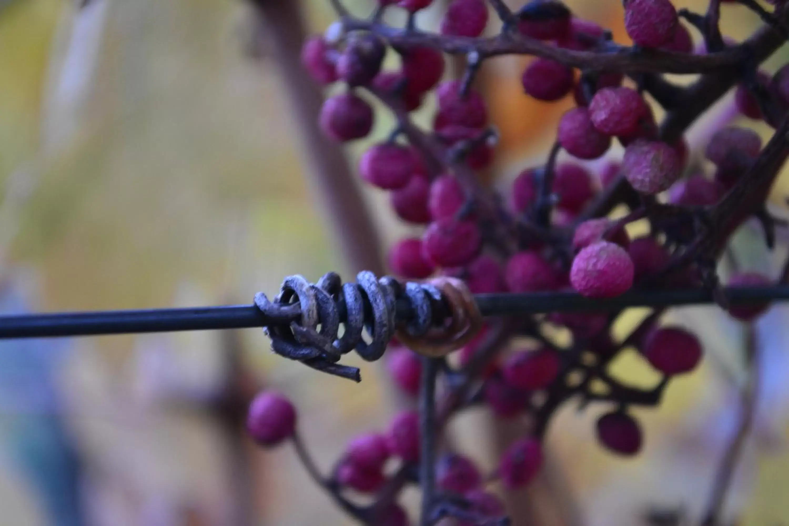 Garden view in Chardonnay Lodge Garden view in Chardonnay Lodge