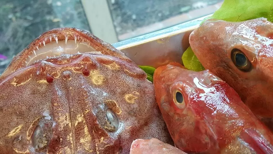 Other Animals in Al Corbezzolo