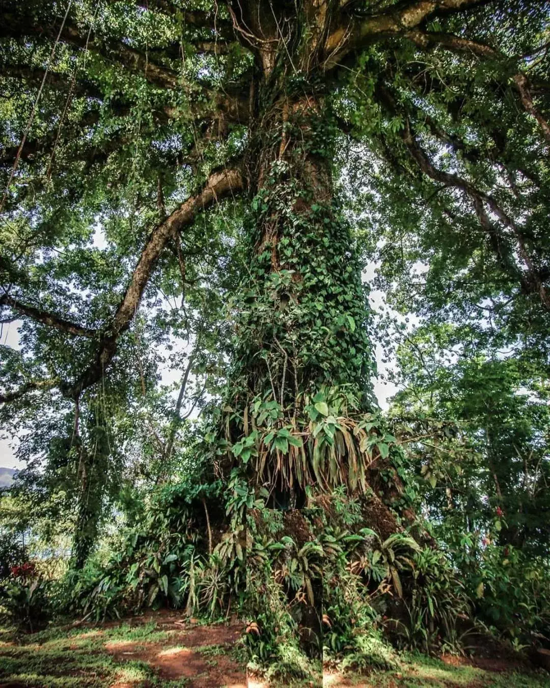 Natural landscape in La Ceiba Tree Lodge