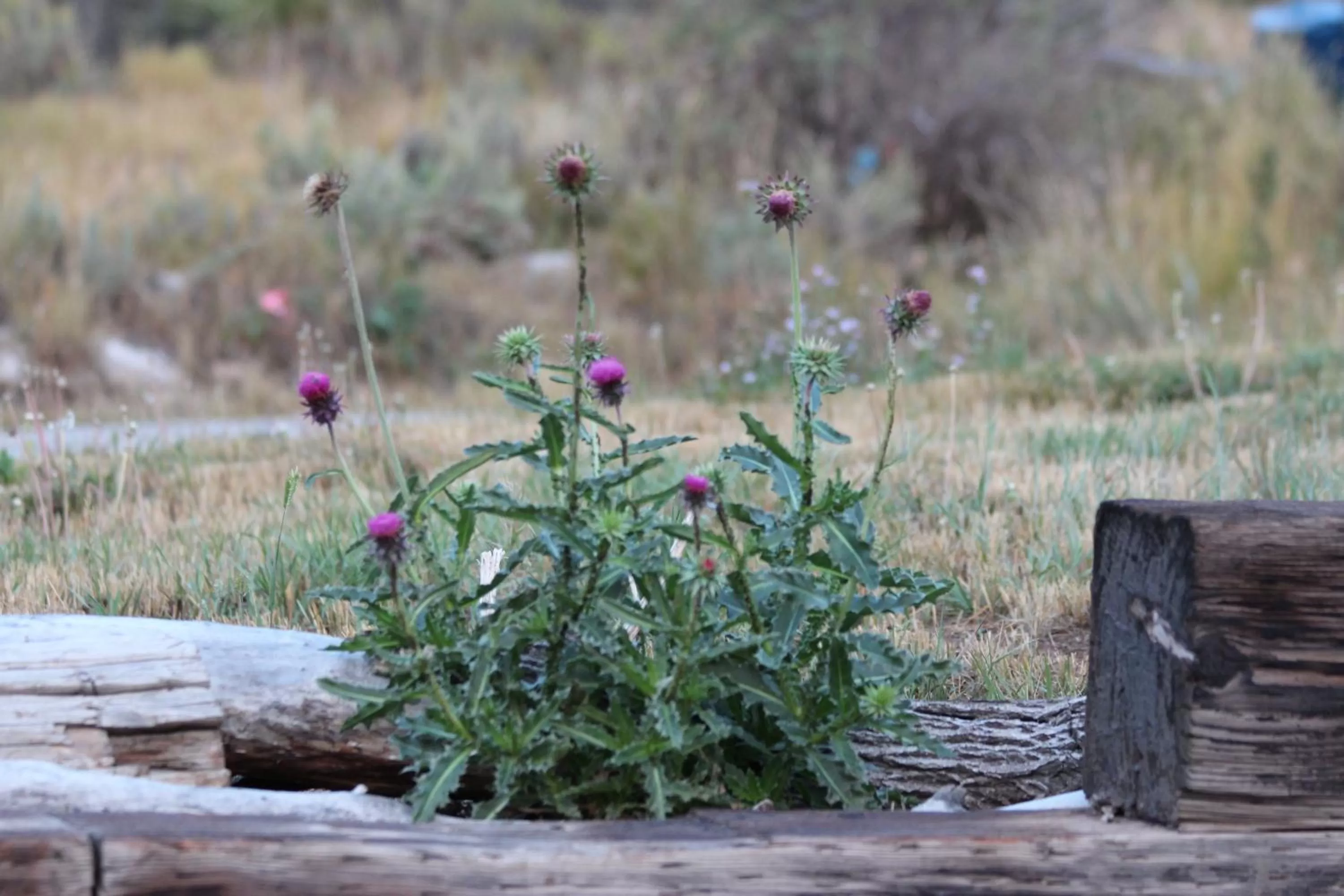 Other in Flat Creek Inn