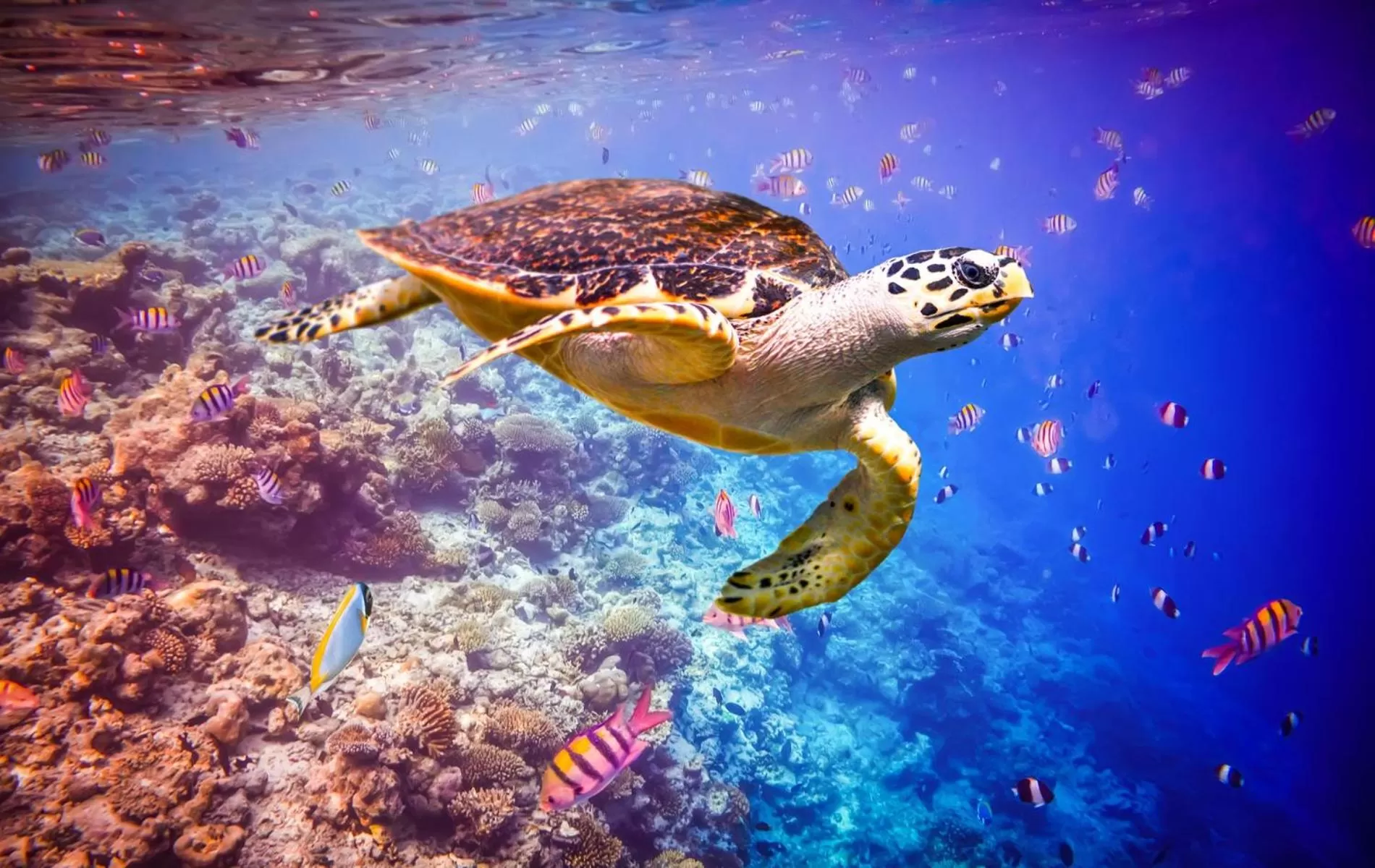 Snorkeling in Huvan Beach Hotel at Hulhumale