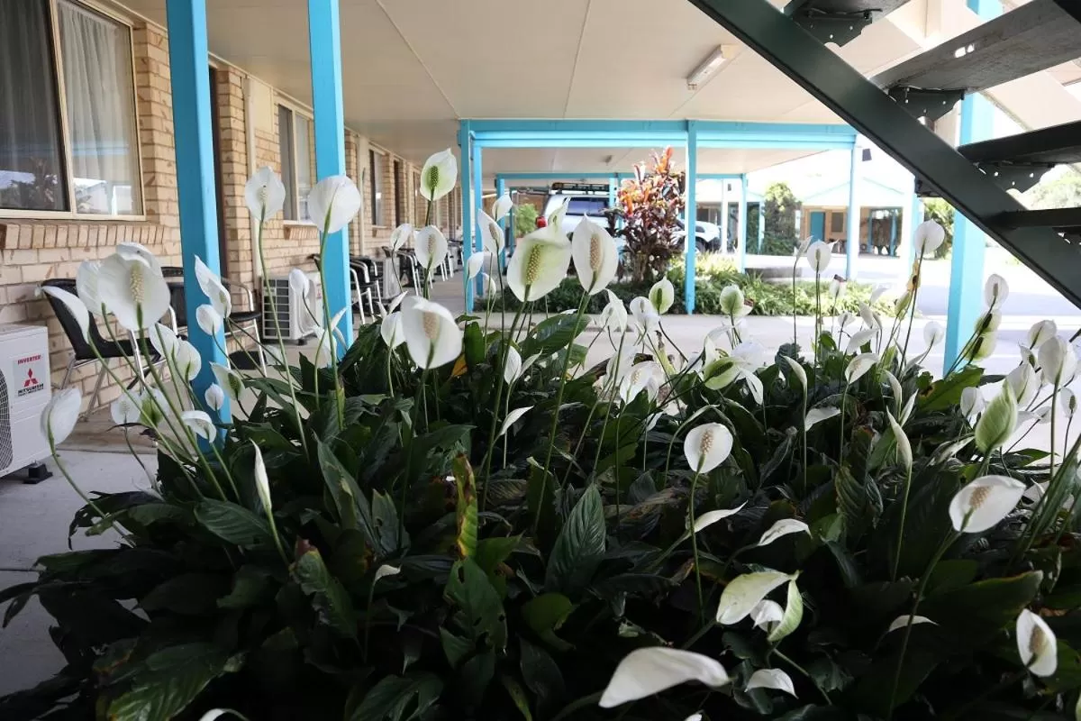 Garden view in Kilcoy Gardens Motel