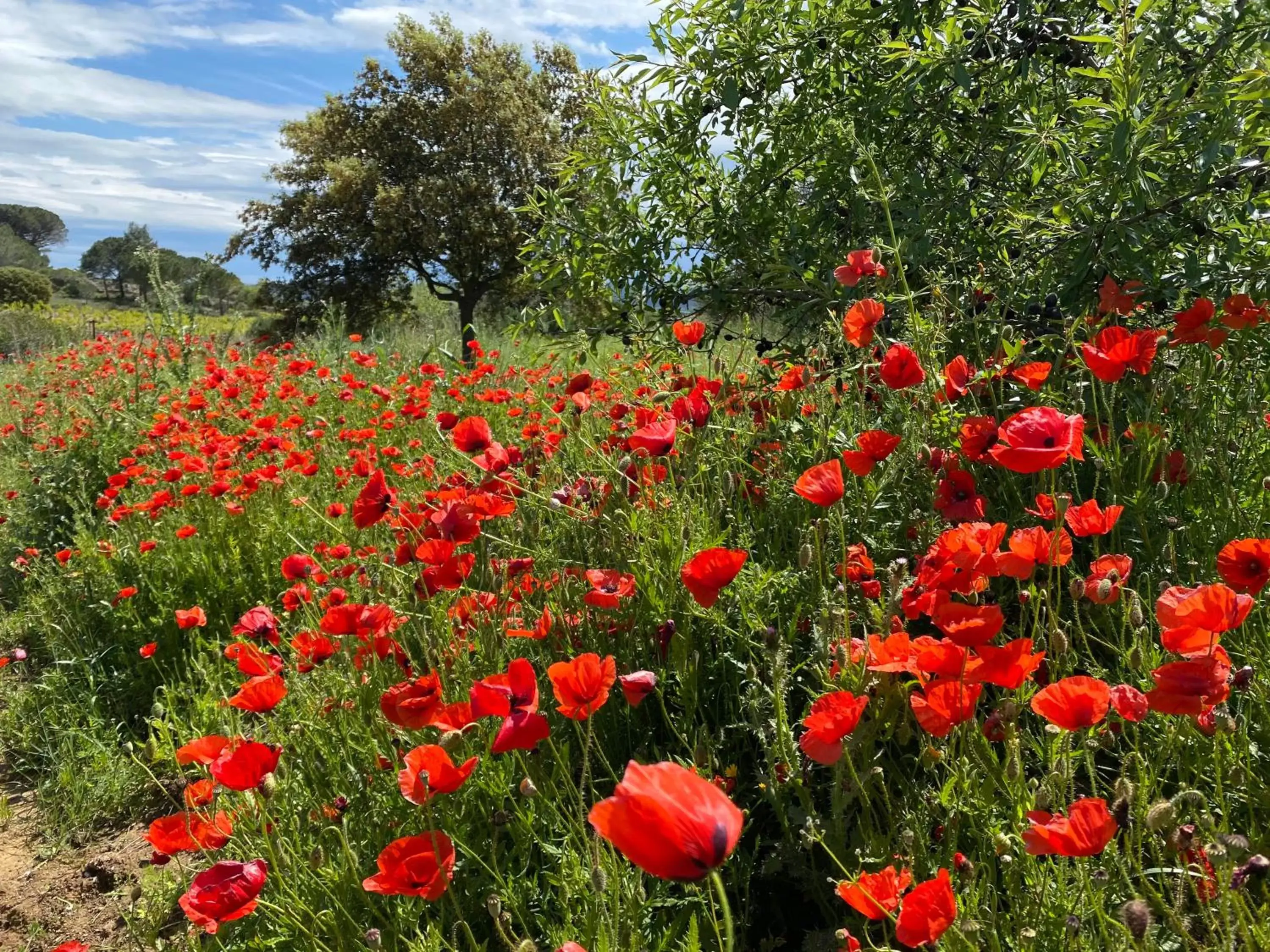 Natural landscape, Garden in Mas des Tournevents