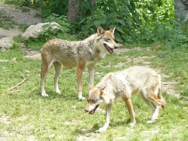 Animals, Pets in La Bonne Auberge