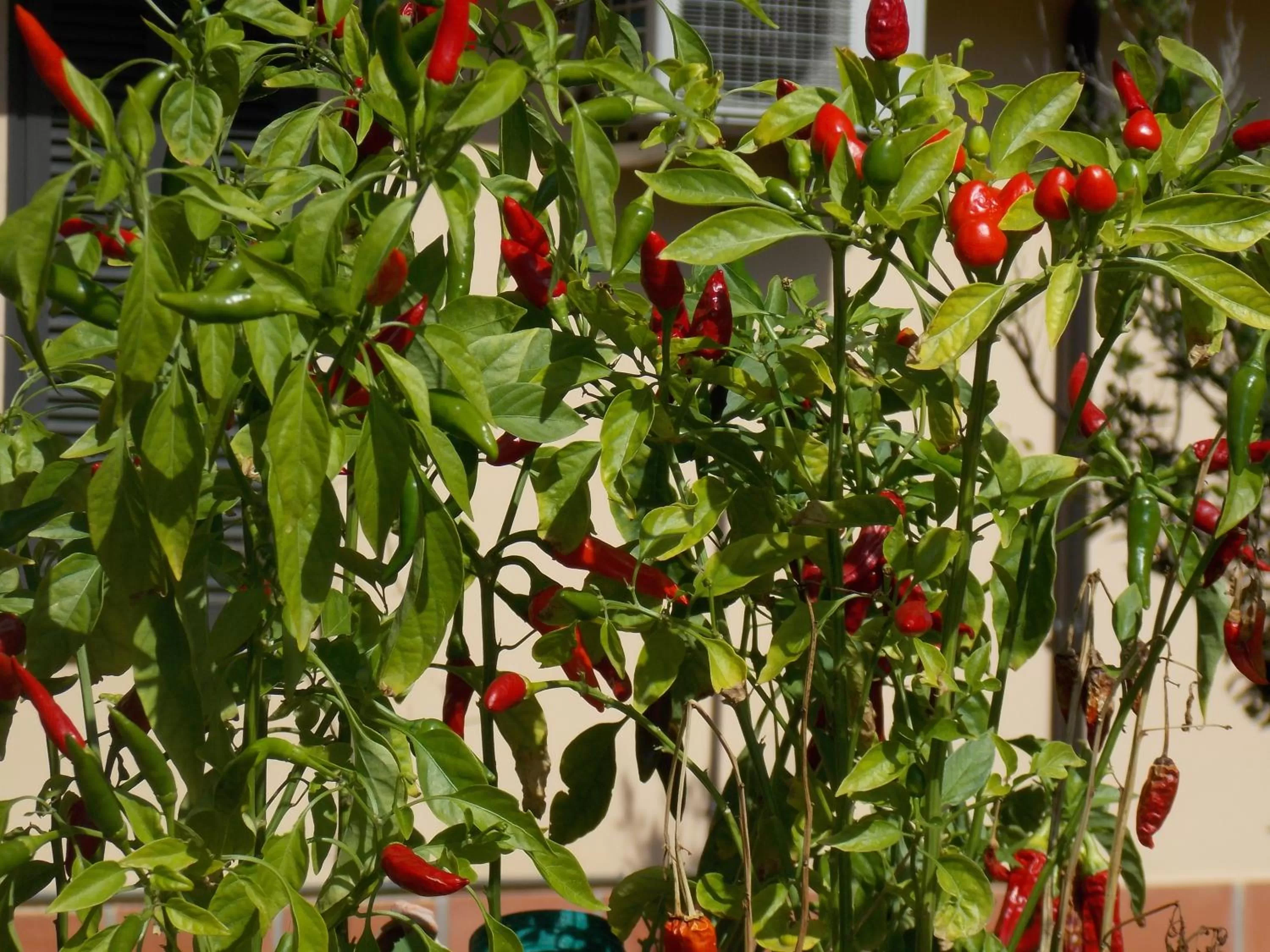 Hotel Villa dei Butteri - Aprilia