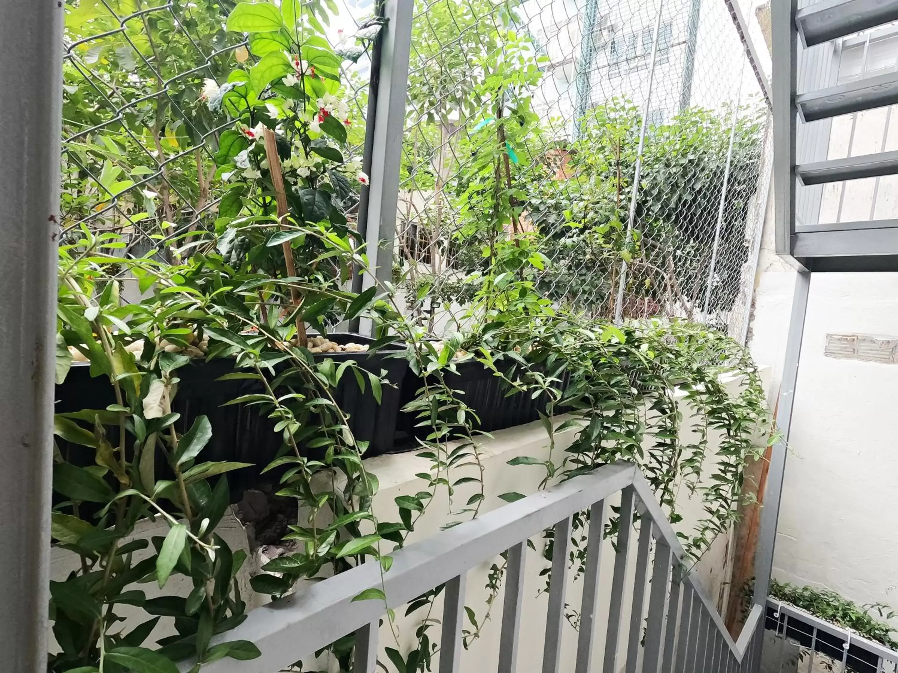 Garden view in Dinh Phat Hotel Garden view in Dinh Phat Hotel