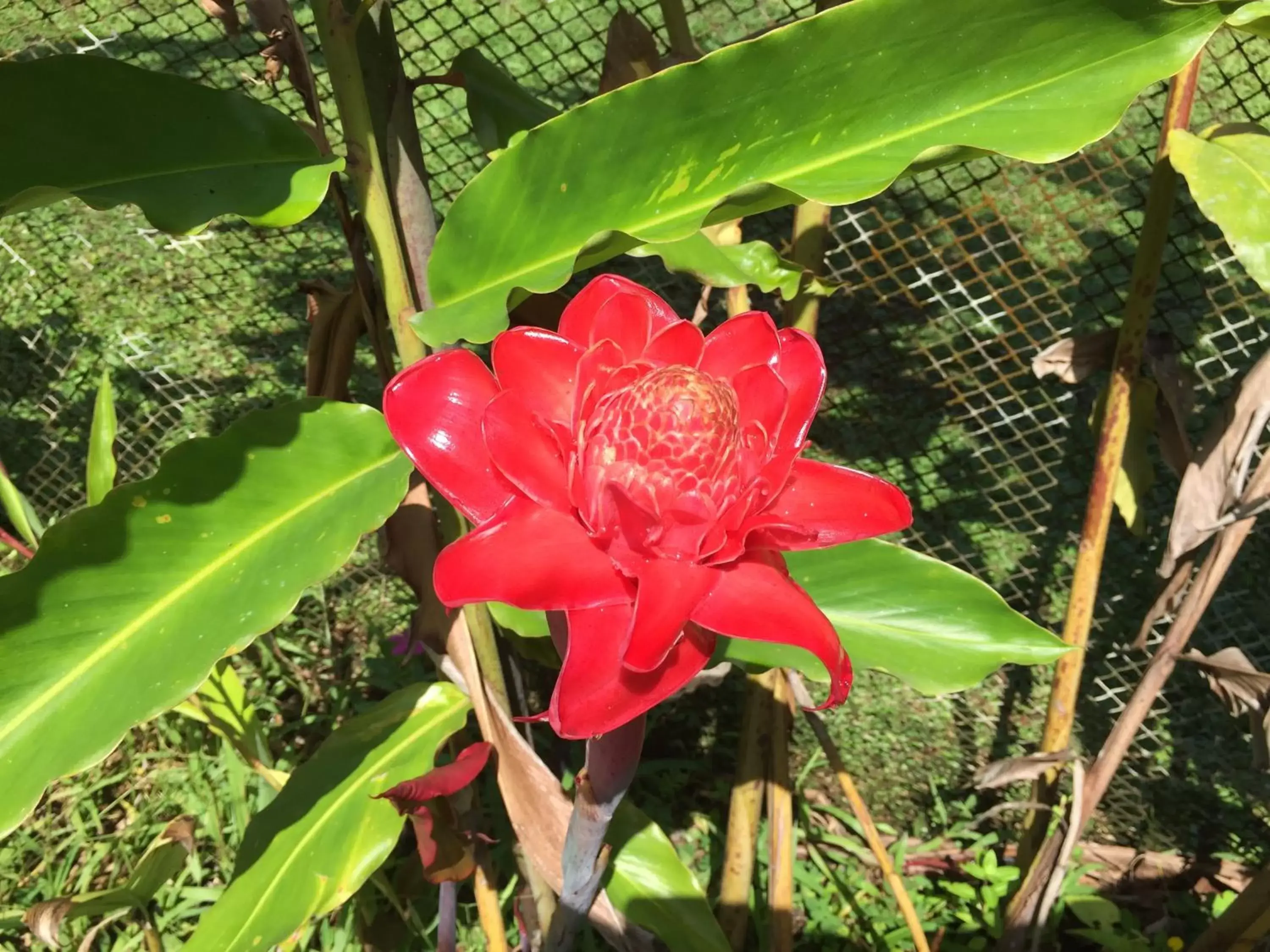 Garden in Iguanitas Lodge