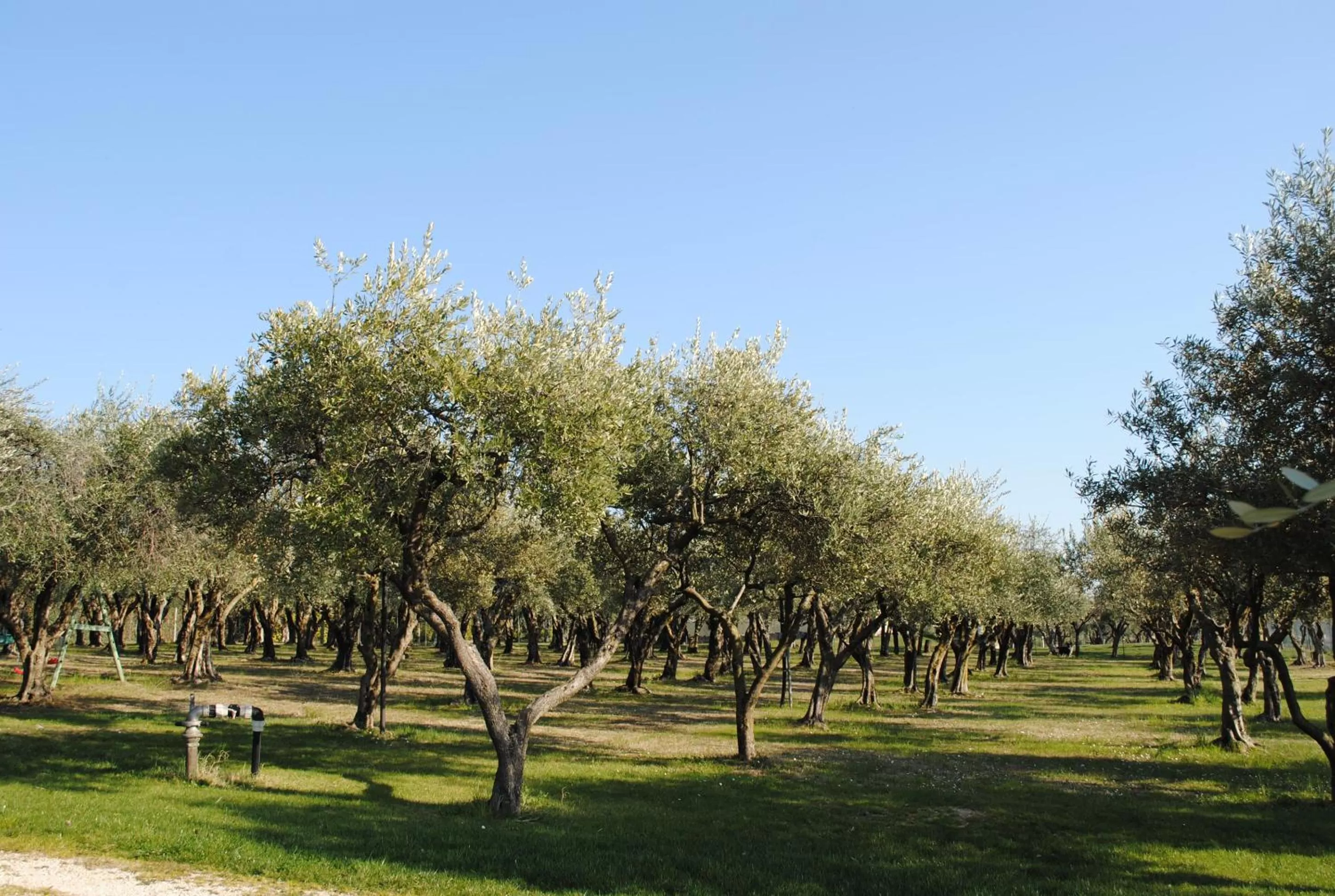 Natural landscape in AGRITURISMO MELOGRANO D'ORO