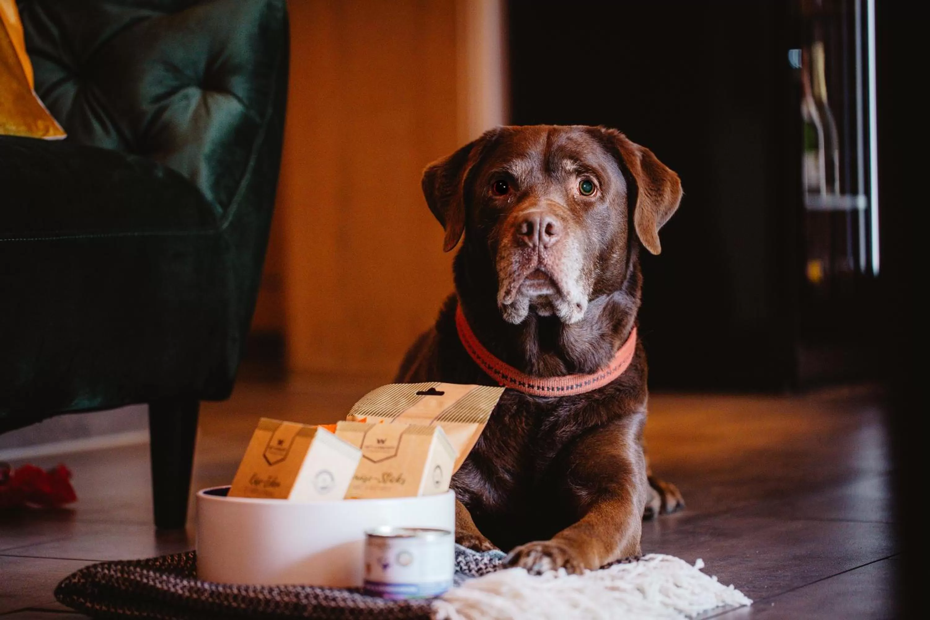 Pets in Schieners Hotel & Apfelhof Apartments