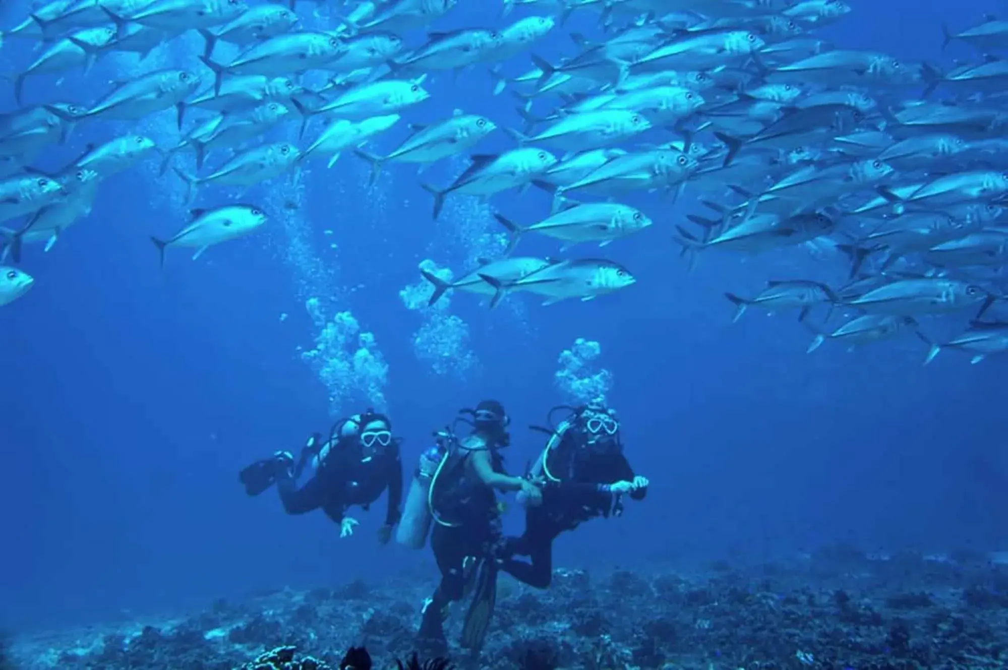 Snorkeling/Diving in Island Front - Bangcogon Resort and Restaurant