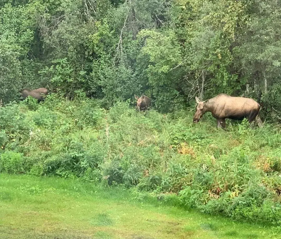 Other Animals in Alaska Grizzly Lodge