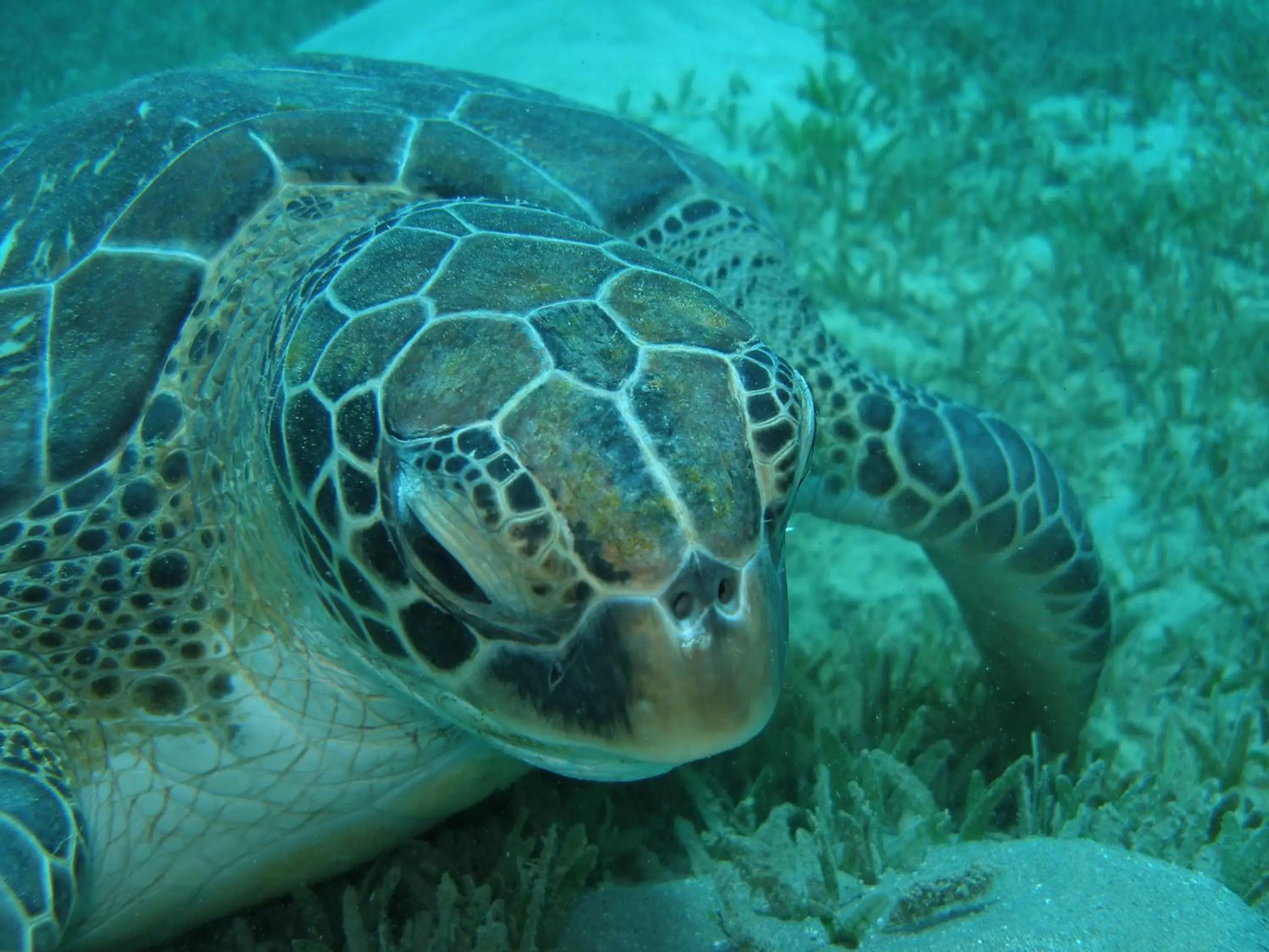 Snorkeling, Other Animals in Coral Sun Beach