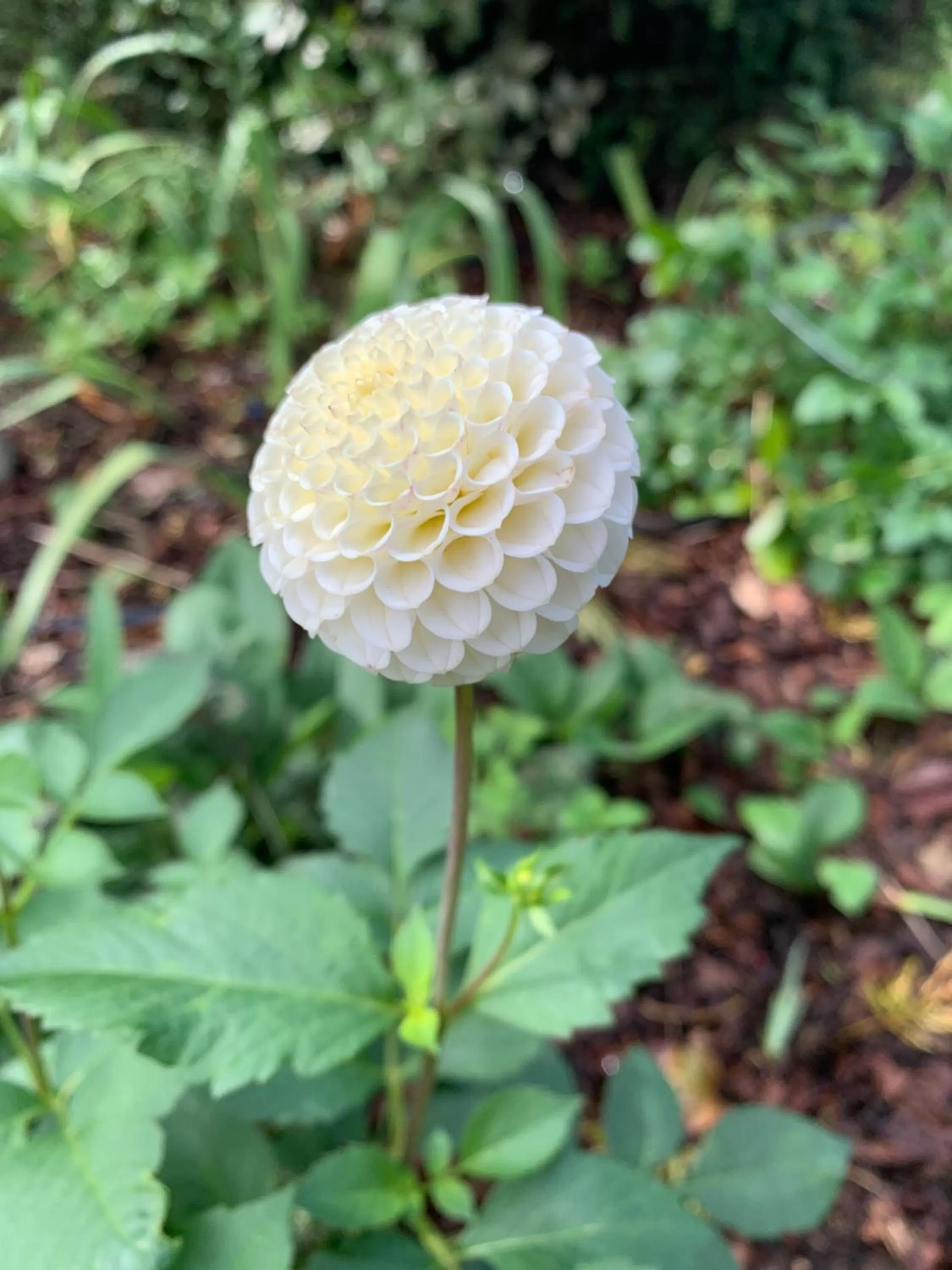 Garden in Quail Farm, Colonial charm