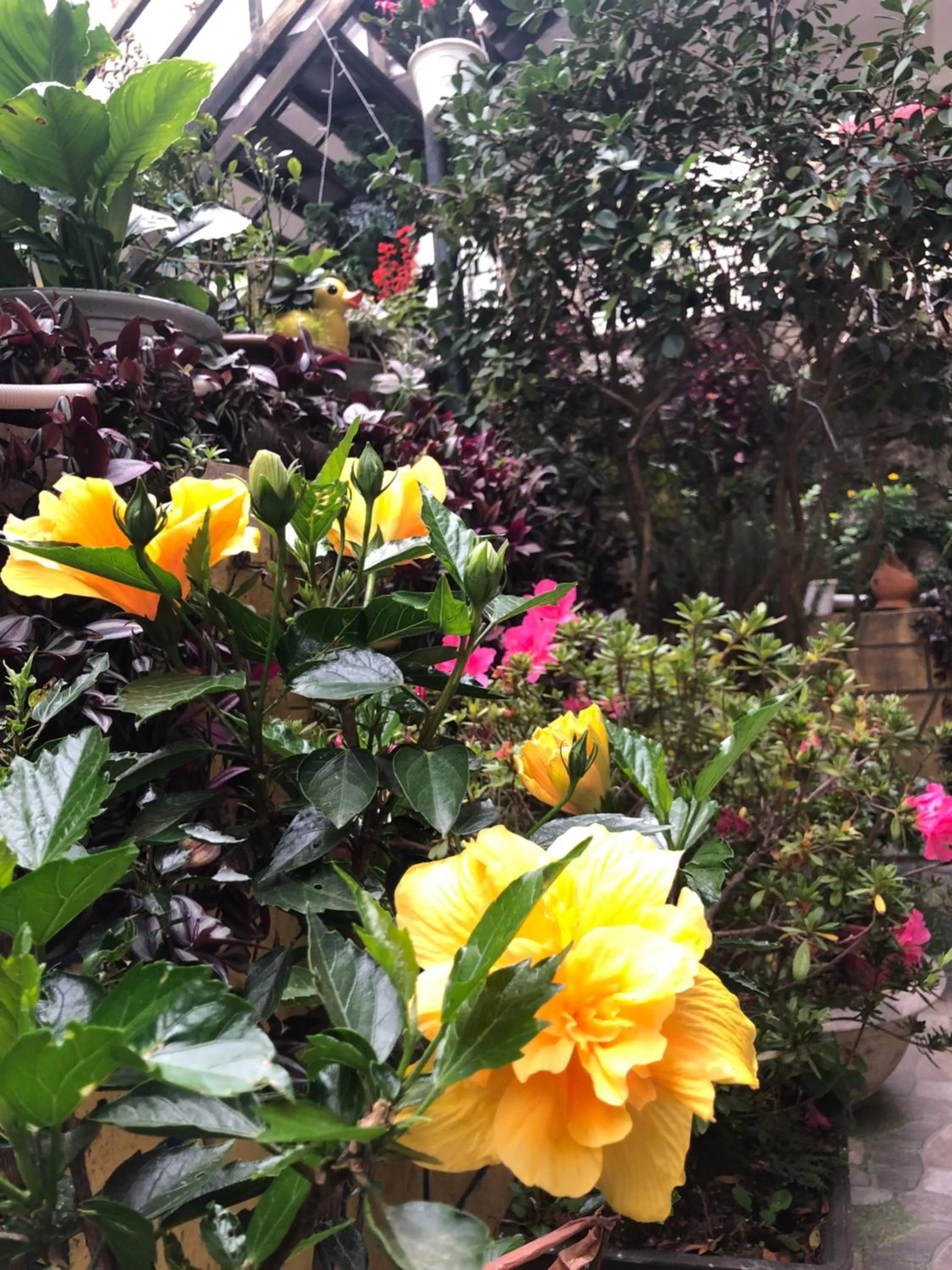 Garden in Villa - Hotel Nam Khang 2 Dalat