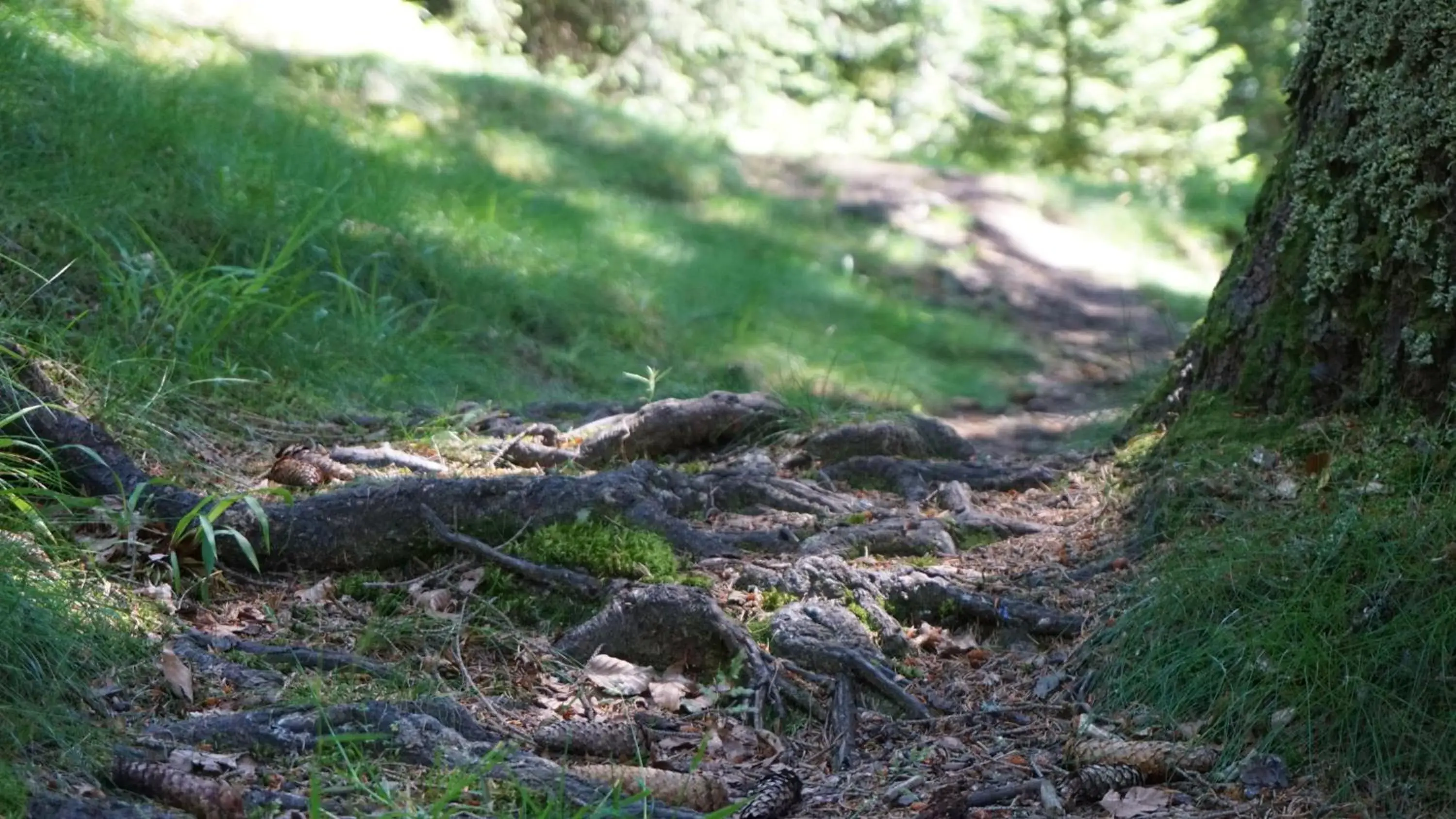 Hiking, Natural Landscape in Hotel Beck