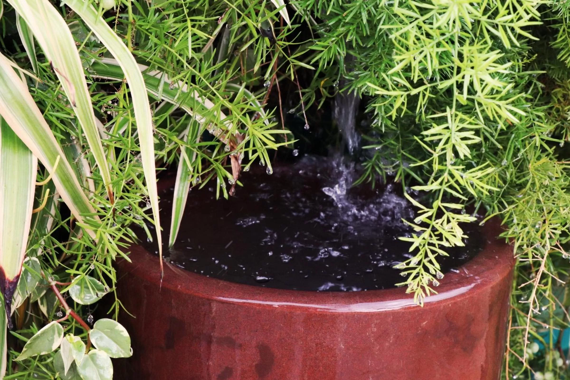 Garden in Pousada Santa Thereza