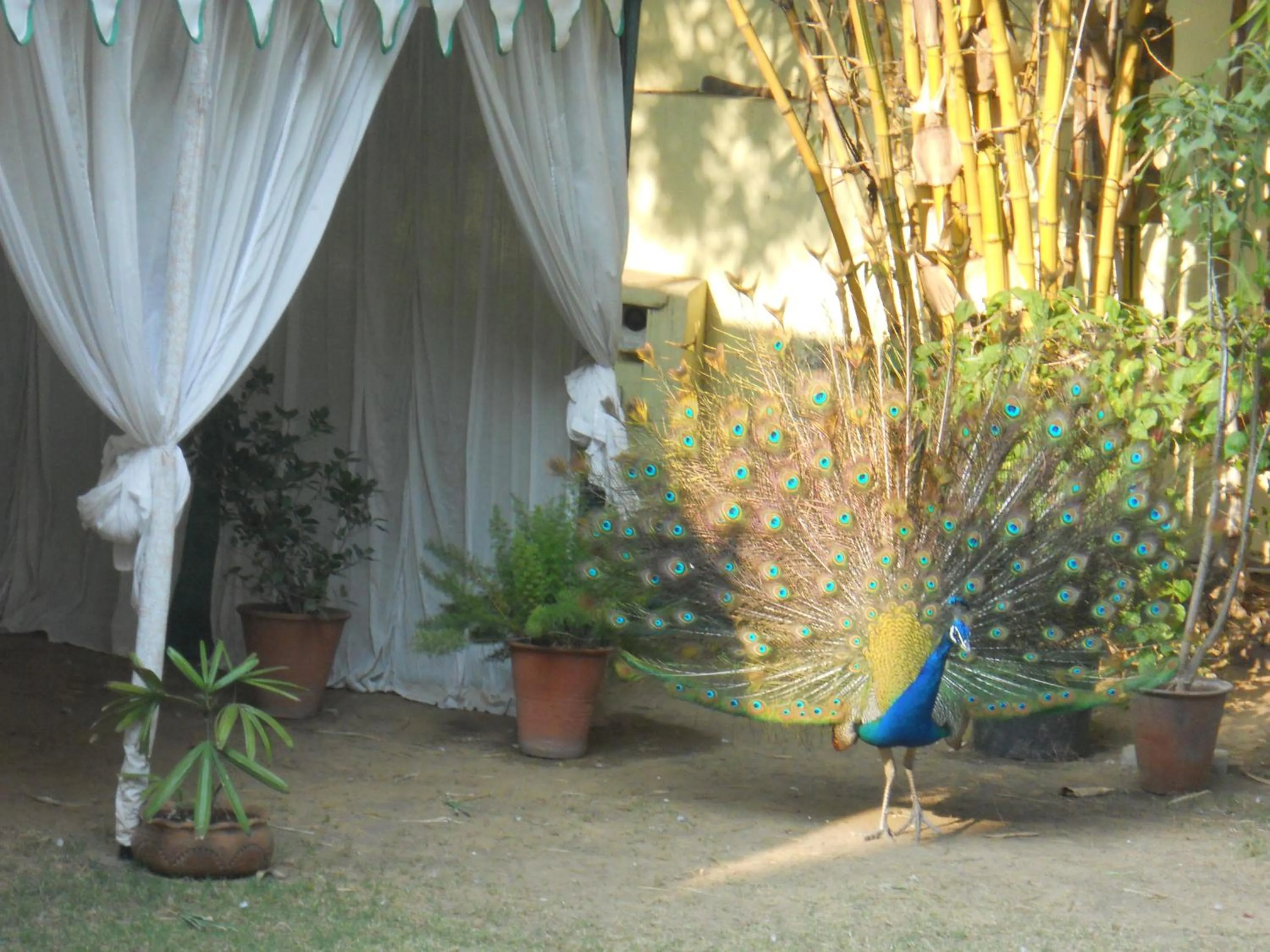 Area and facilities in Anuraag Villa