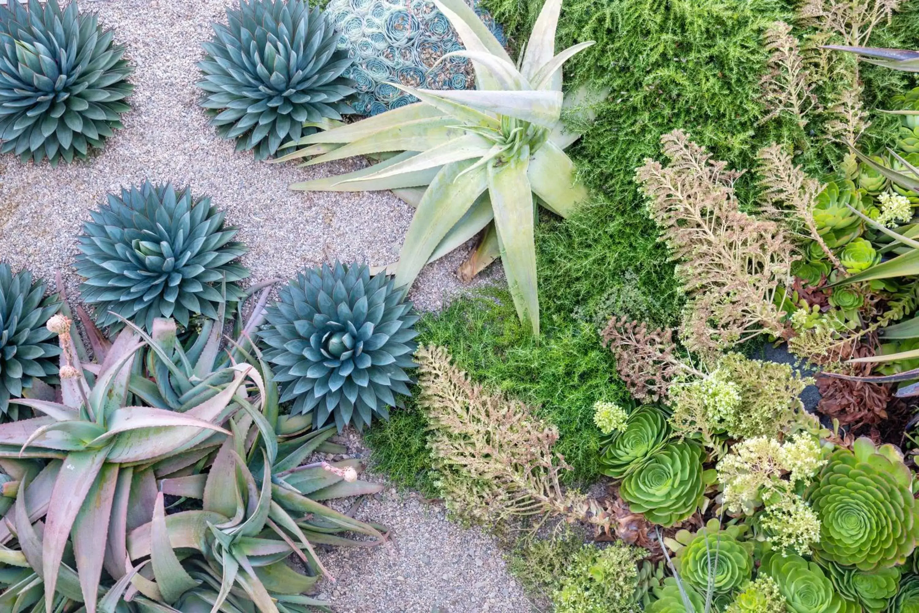 Garden in Cambria Beach Lodge