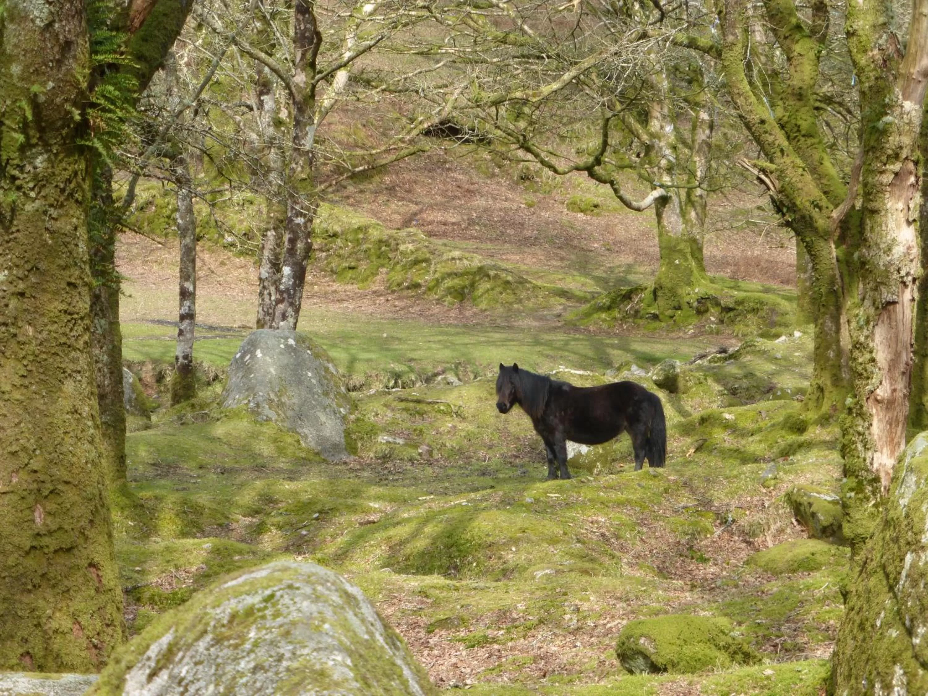 Natural landscape, Other Animals in Barnabas House