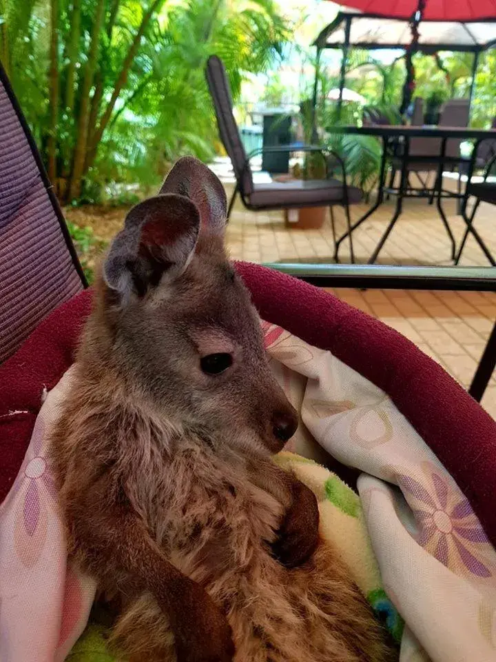 Other Animals in Ningaloo Lodge Exmouth