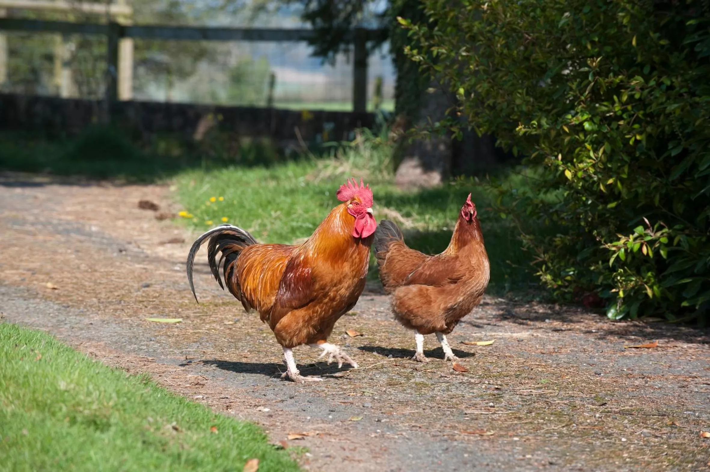 Animals, Other Animals in Broome Park Farm B&B