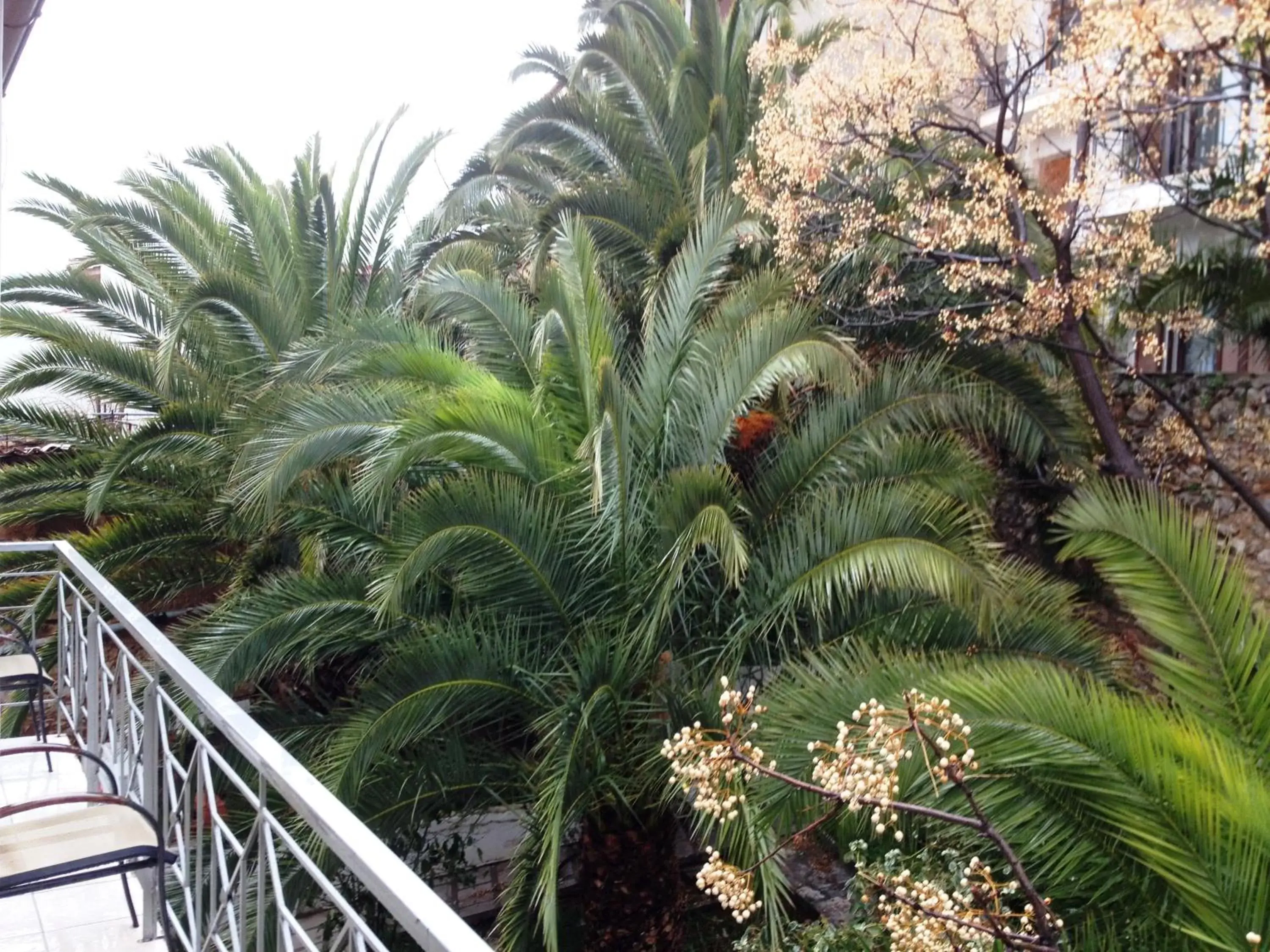 Garden, Balcony/Terrace in Parnassos Delphi Hotel