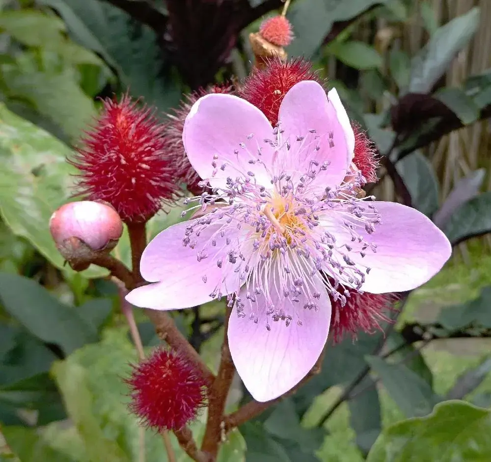 Garden in Pura Vida Hotel