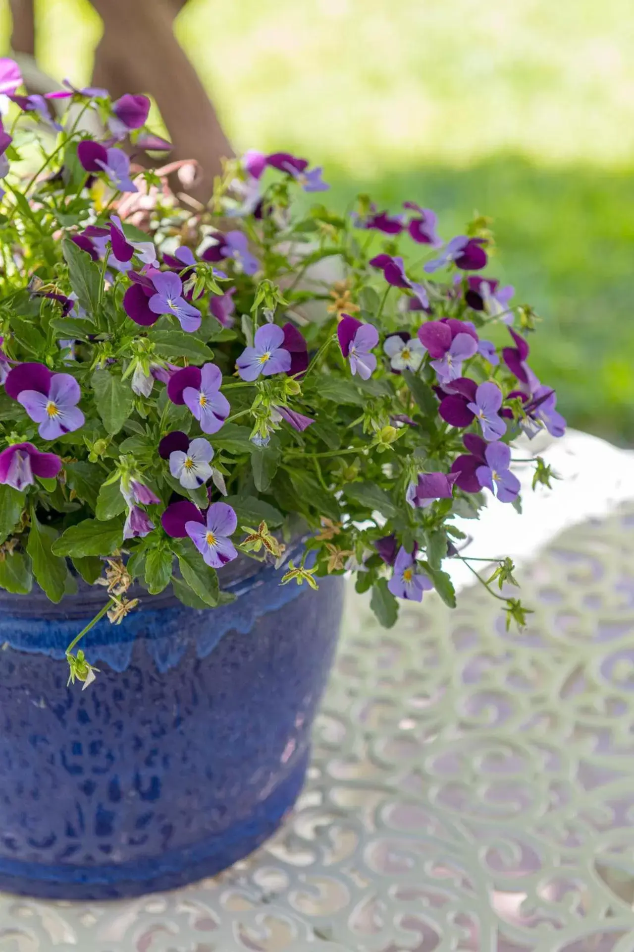 Garden in Sovrana Hotel & SPA