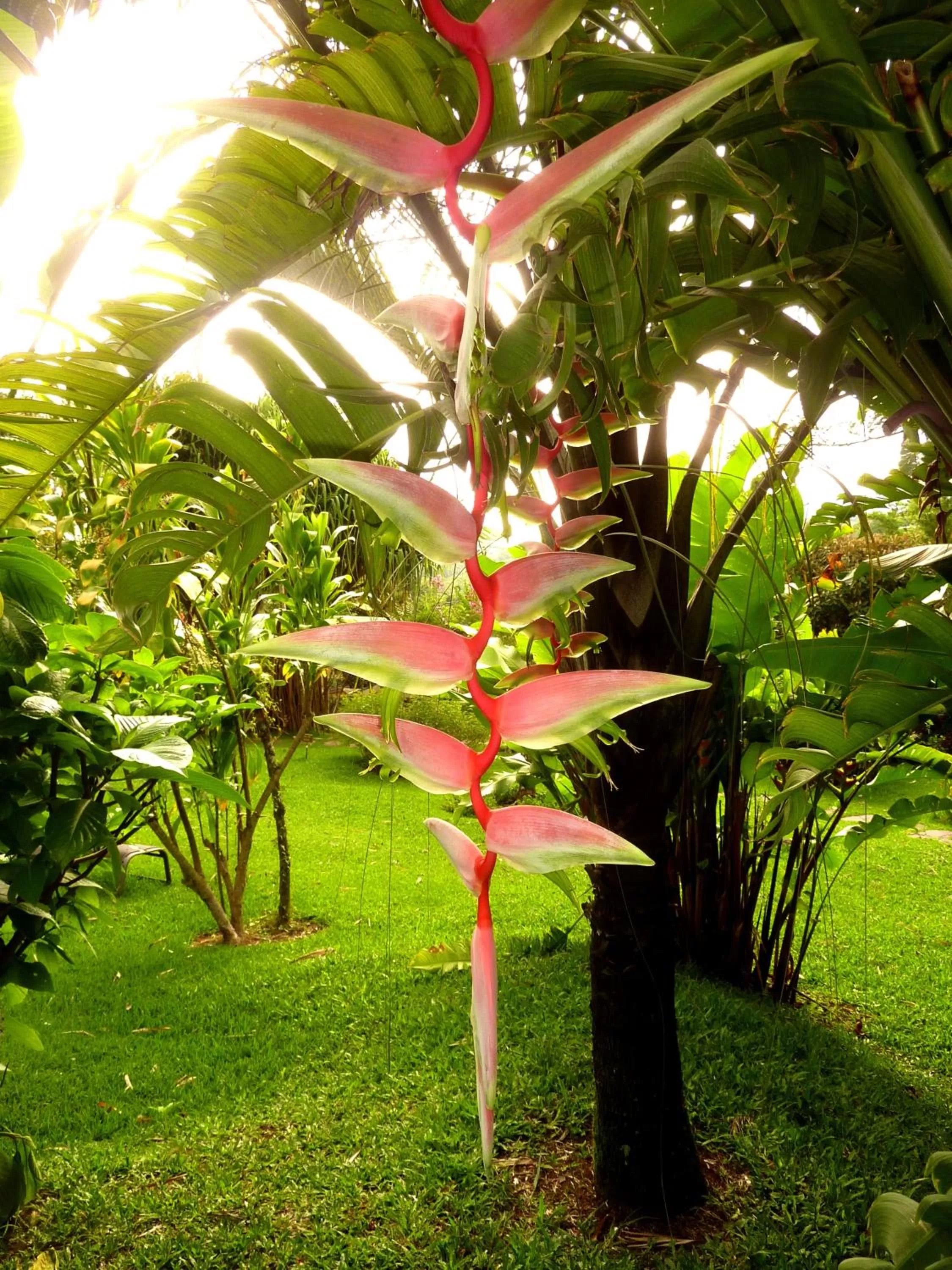 Garden in Pura Vida Hotel