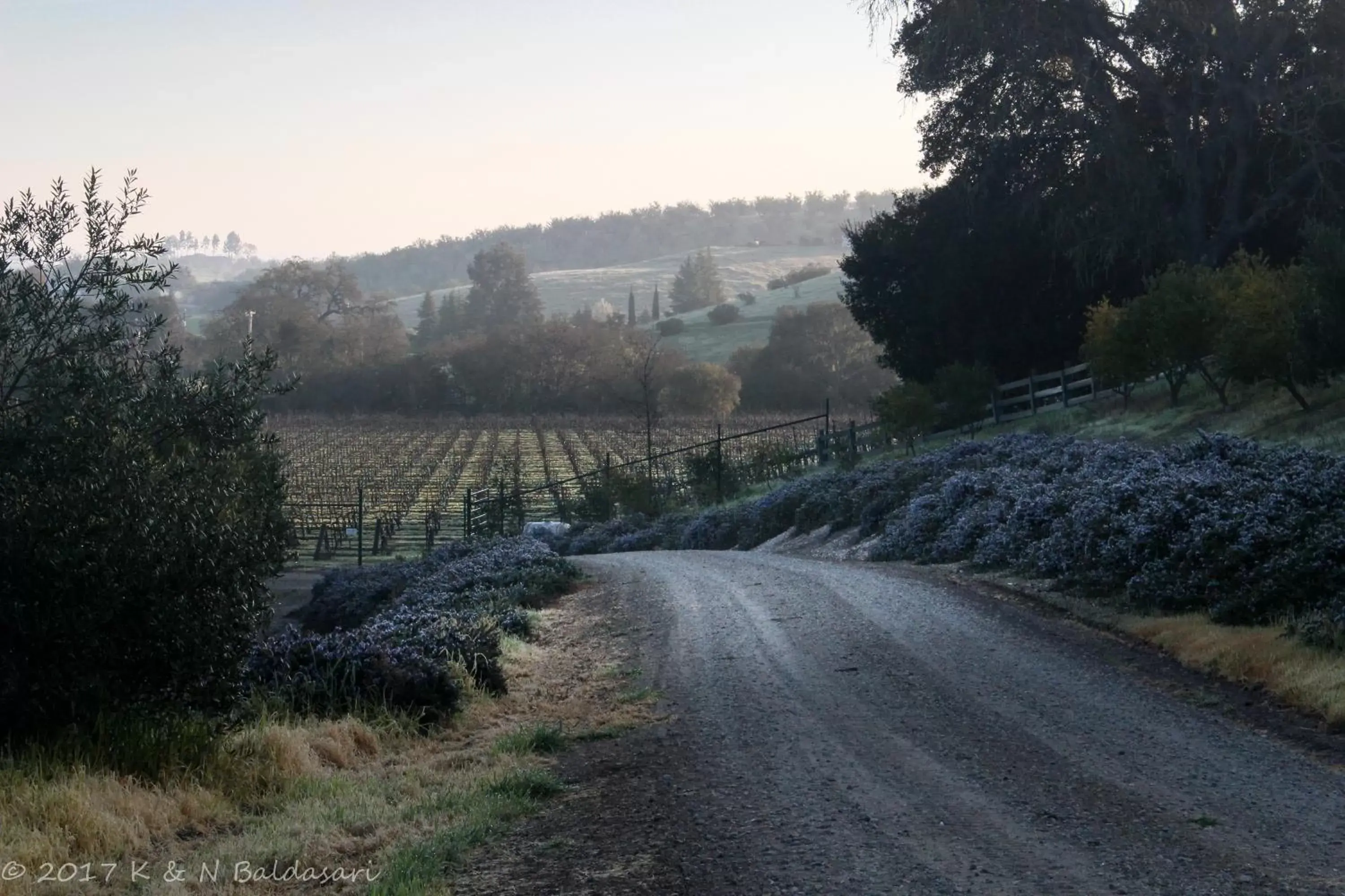 Natural landscape in The Eden House Vineyard