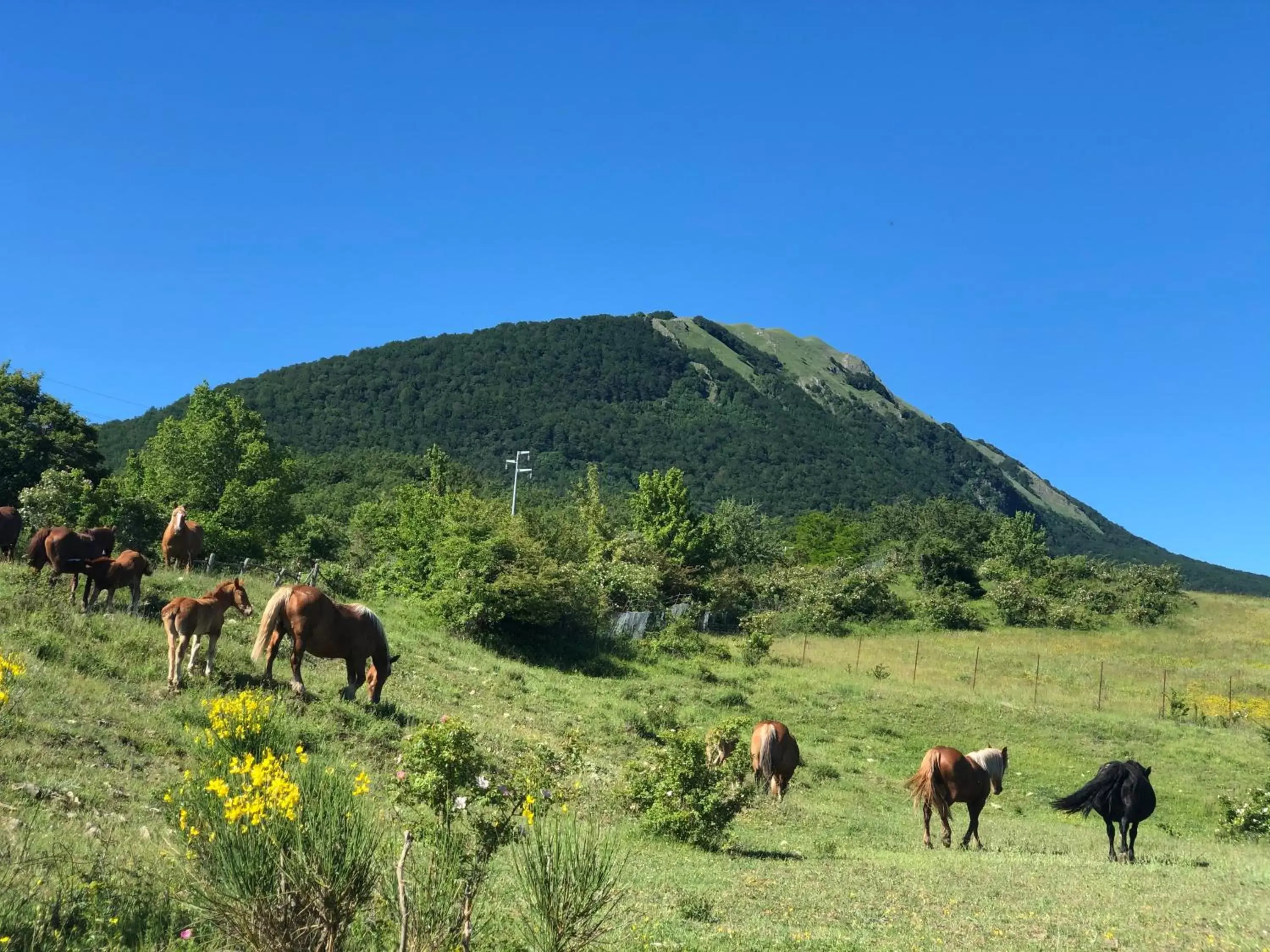 Off site, Other Animals in Hotel Pietrapanna