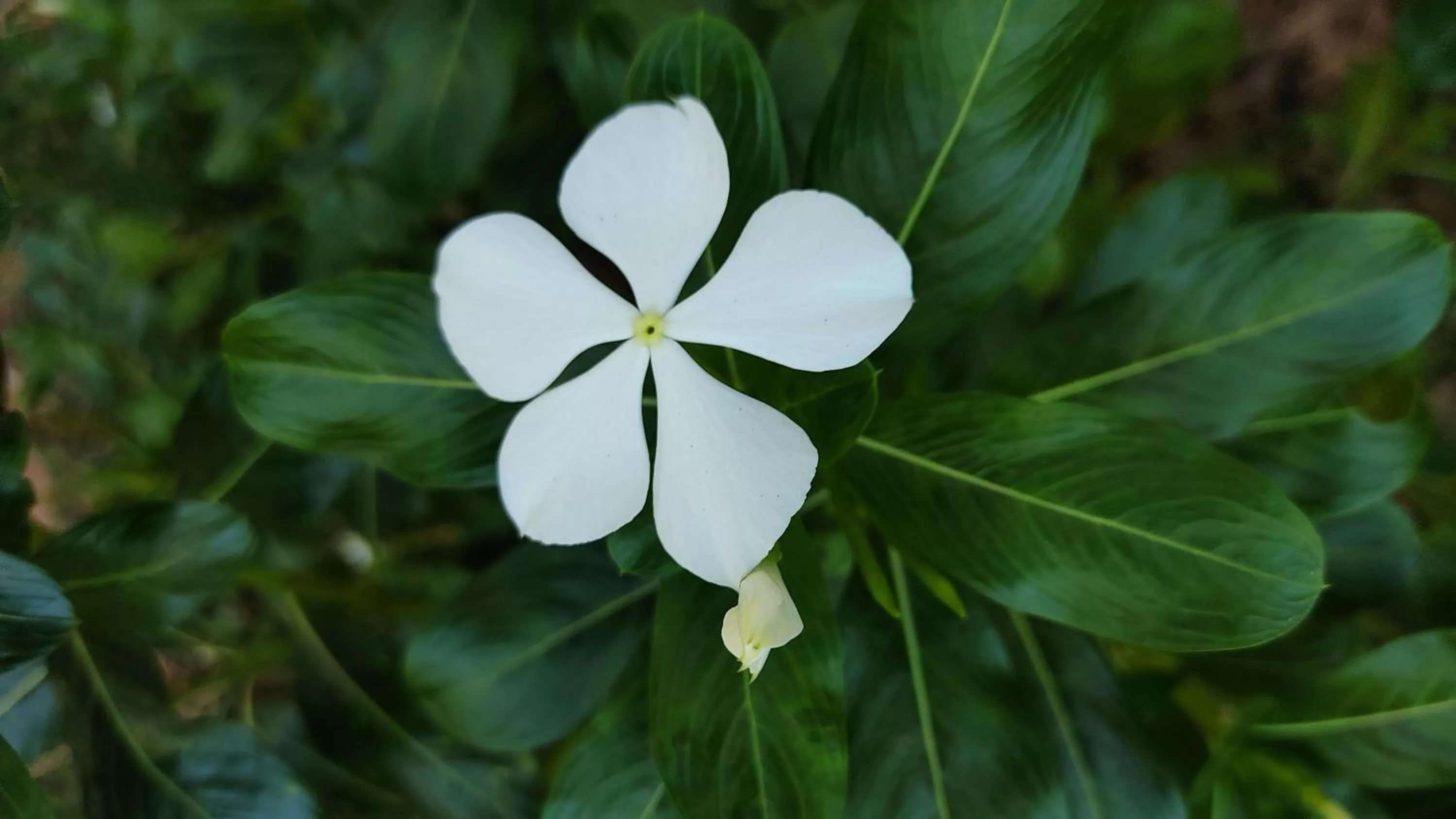 Area and facilities in Kanthi Resorts Badami