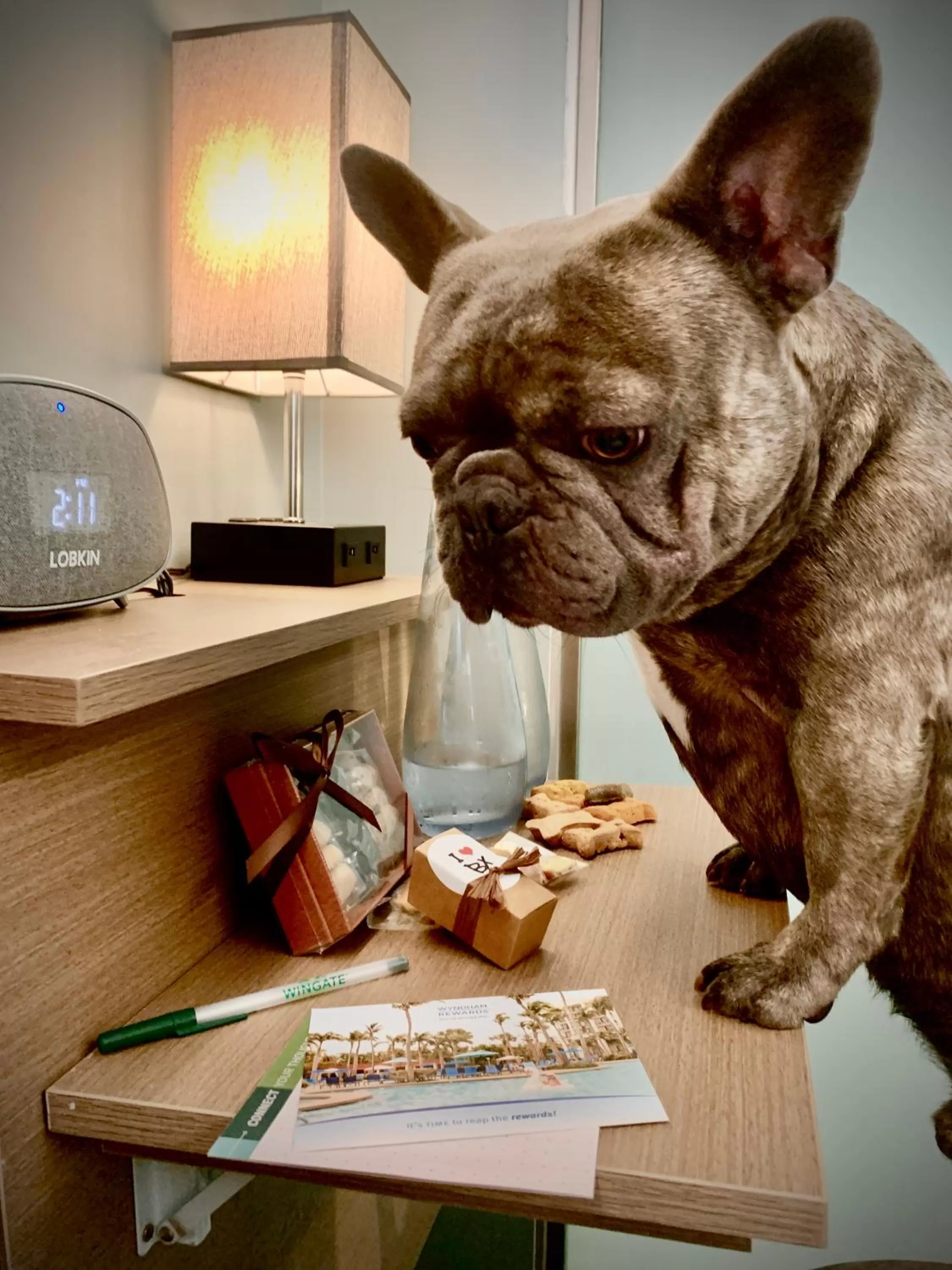 Pets in Wingate by Wyndham Bronx Haven Park