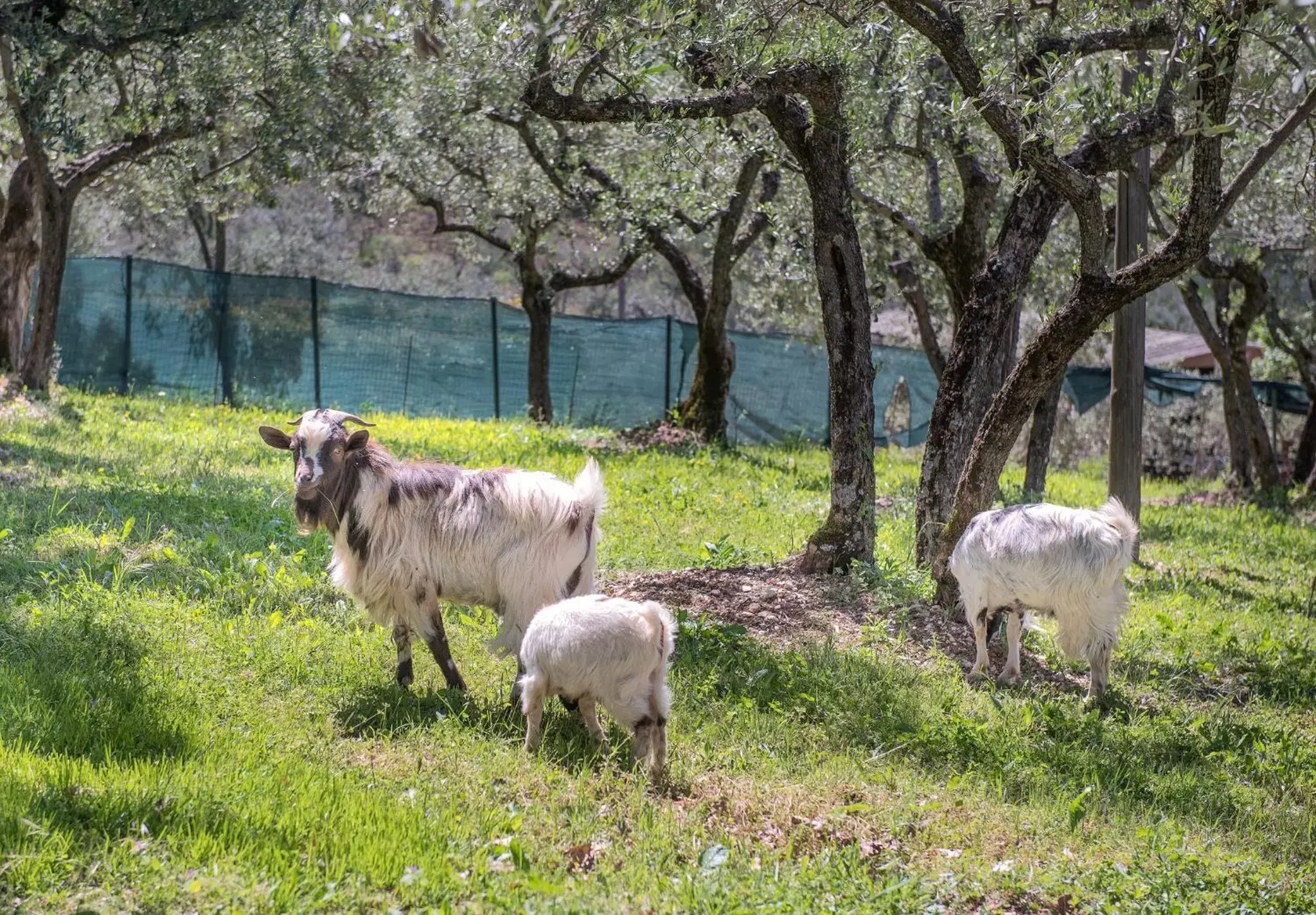 Other Animals in L'Agrifoglio di Assisi Residenza di Campagna