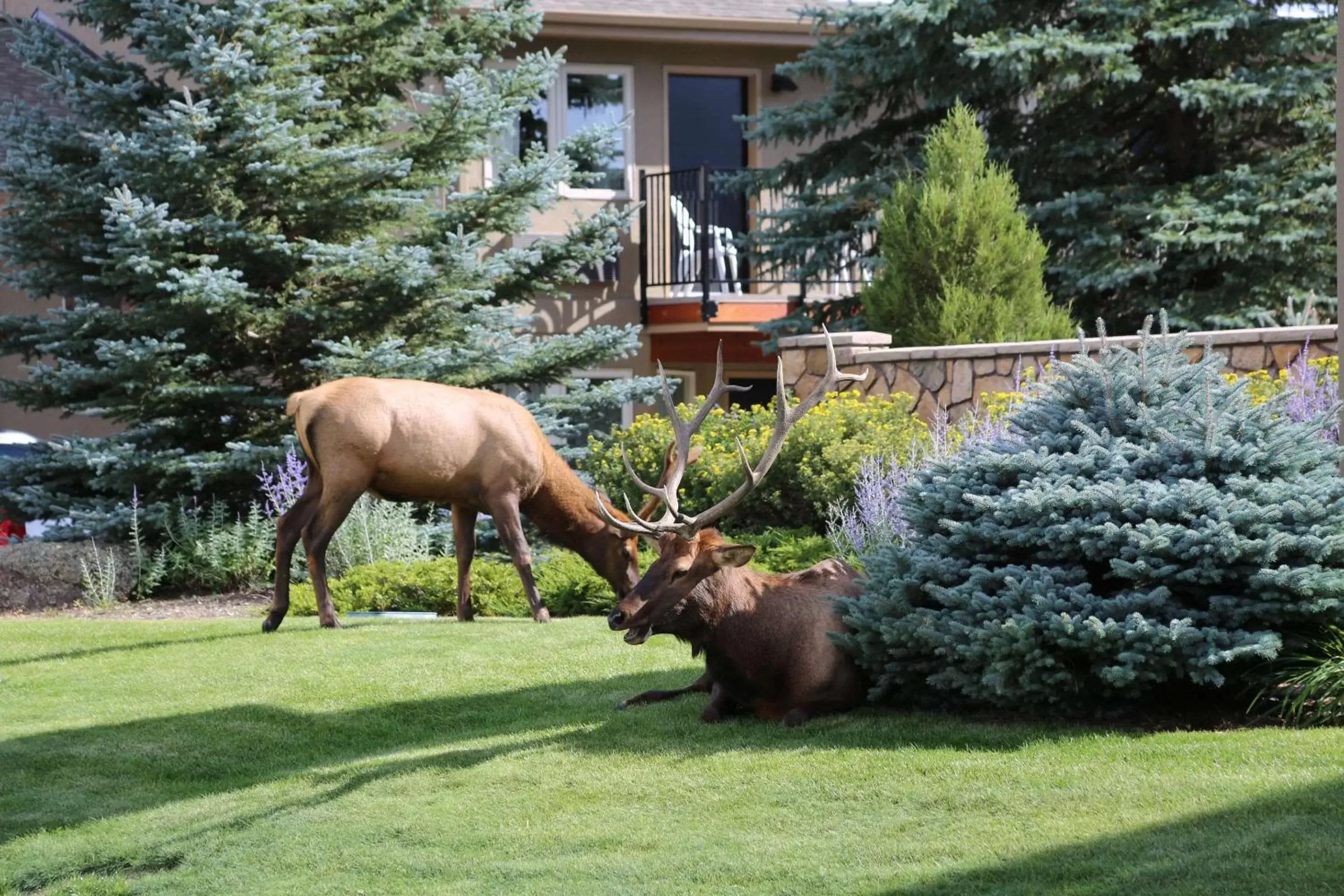 Property building, Other Animals in Quality Inn near Rocky Mountain National Park