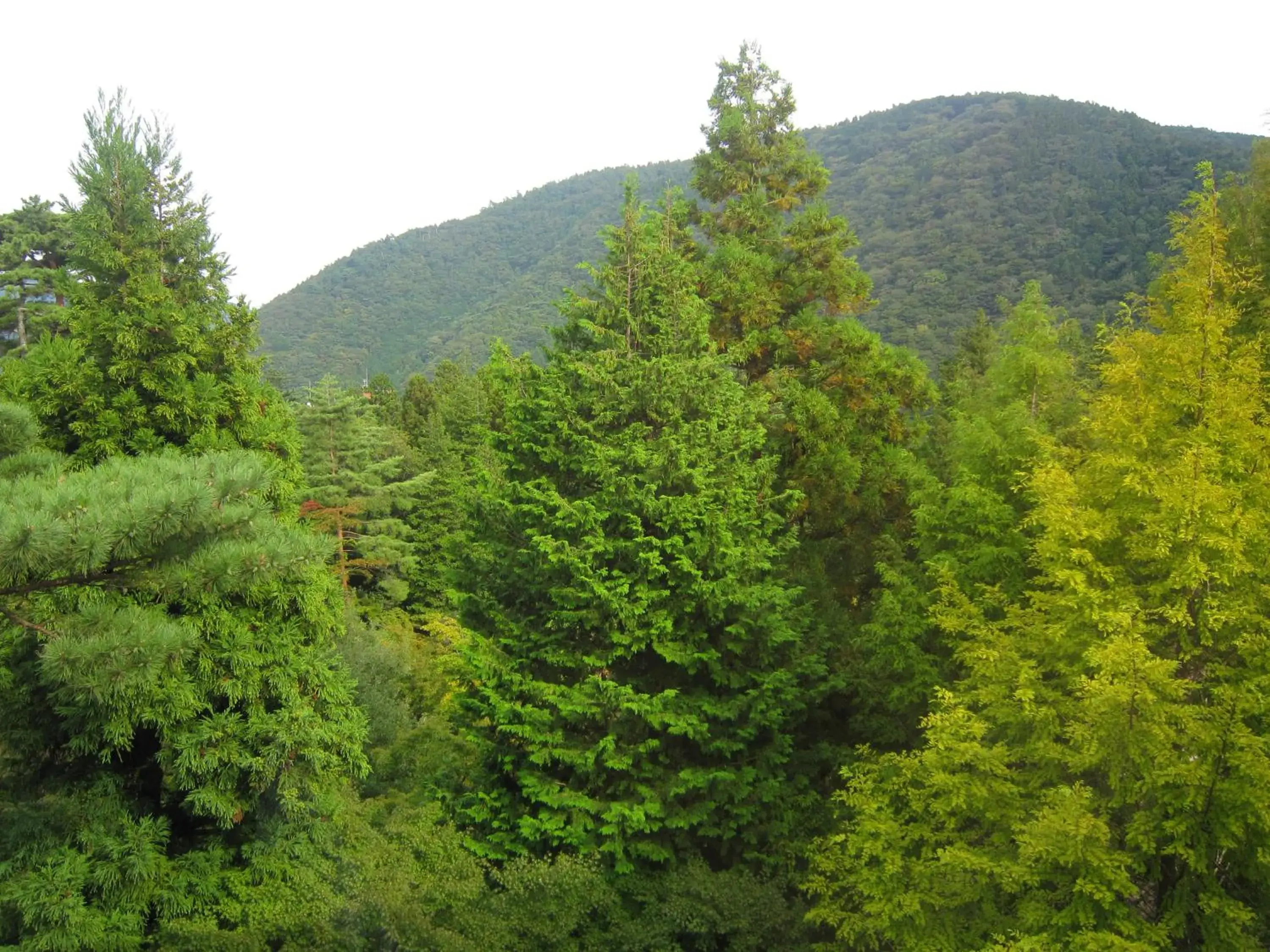 Garden, Natural Landscape in Hakone Kowakien Miyamafurin